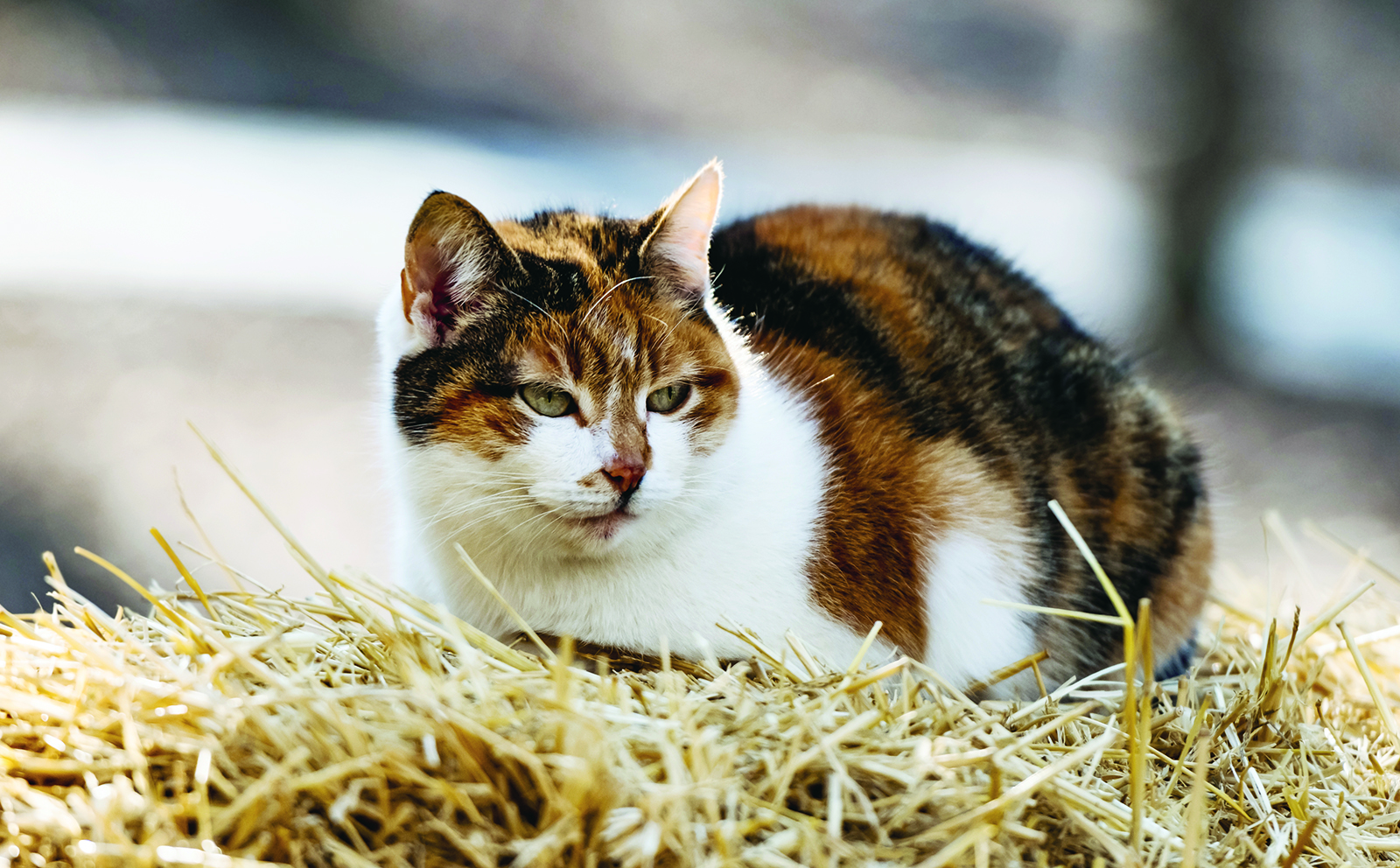 3 questions pour en savoir plus sur les chats de ferme