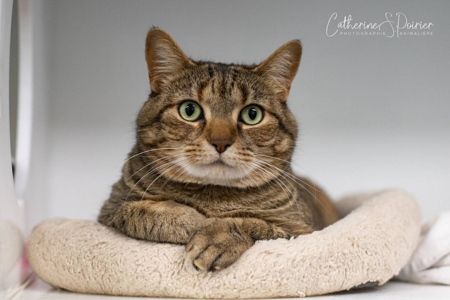 Bella, l&rsquo;animal de la semaine