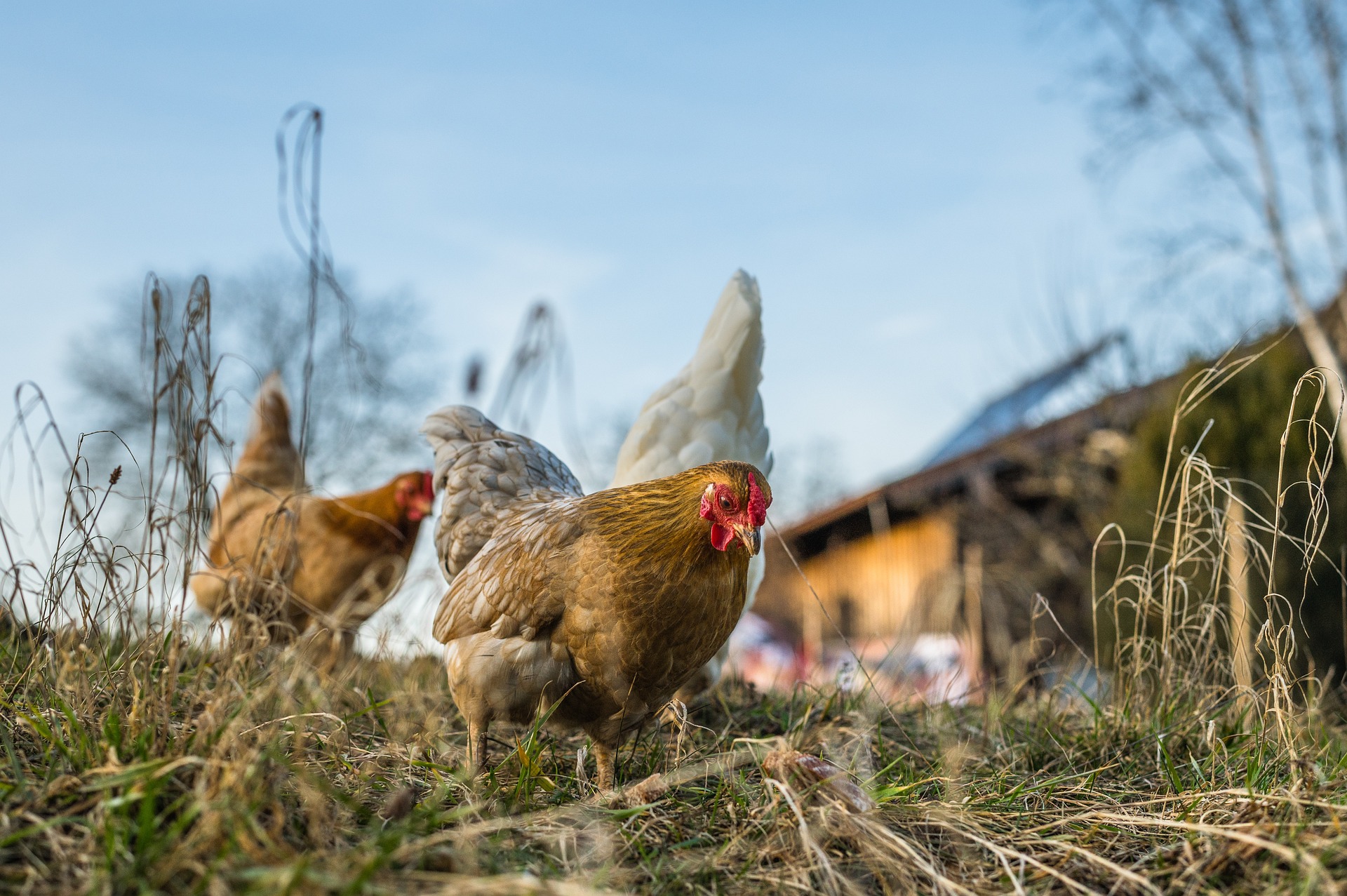 Saint-Constant étend la possession de poules sur son territoire