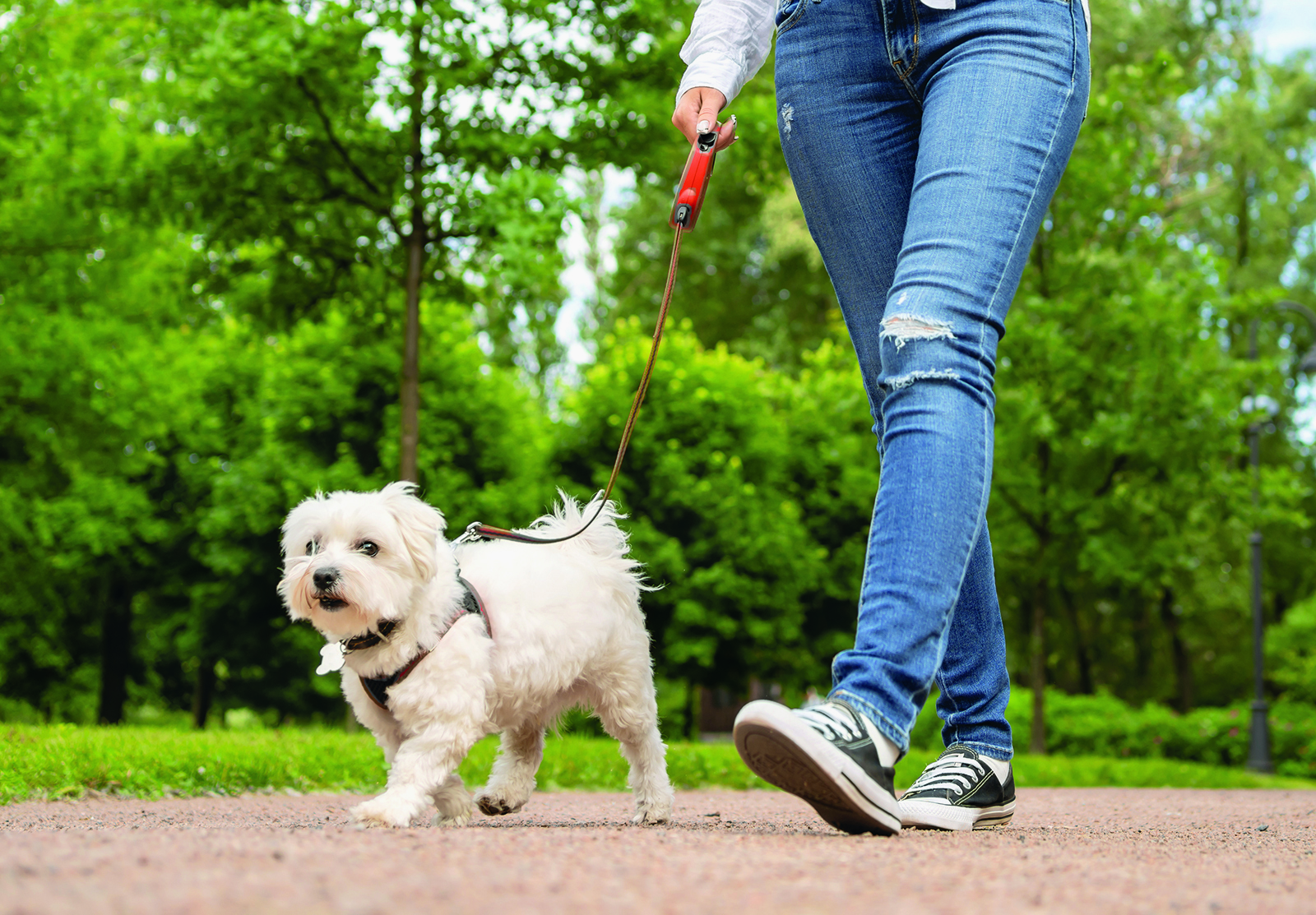 Saint-Philippe : stérilisation obligatoire pour obtenir la licence de son animal