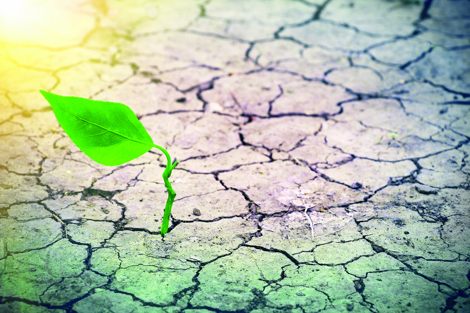 Quels sont les impacts des changements climatiques sur l’agriculture?