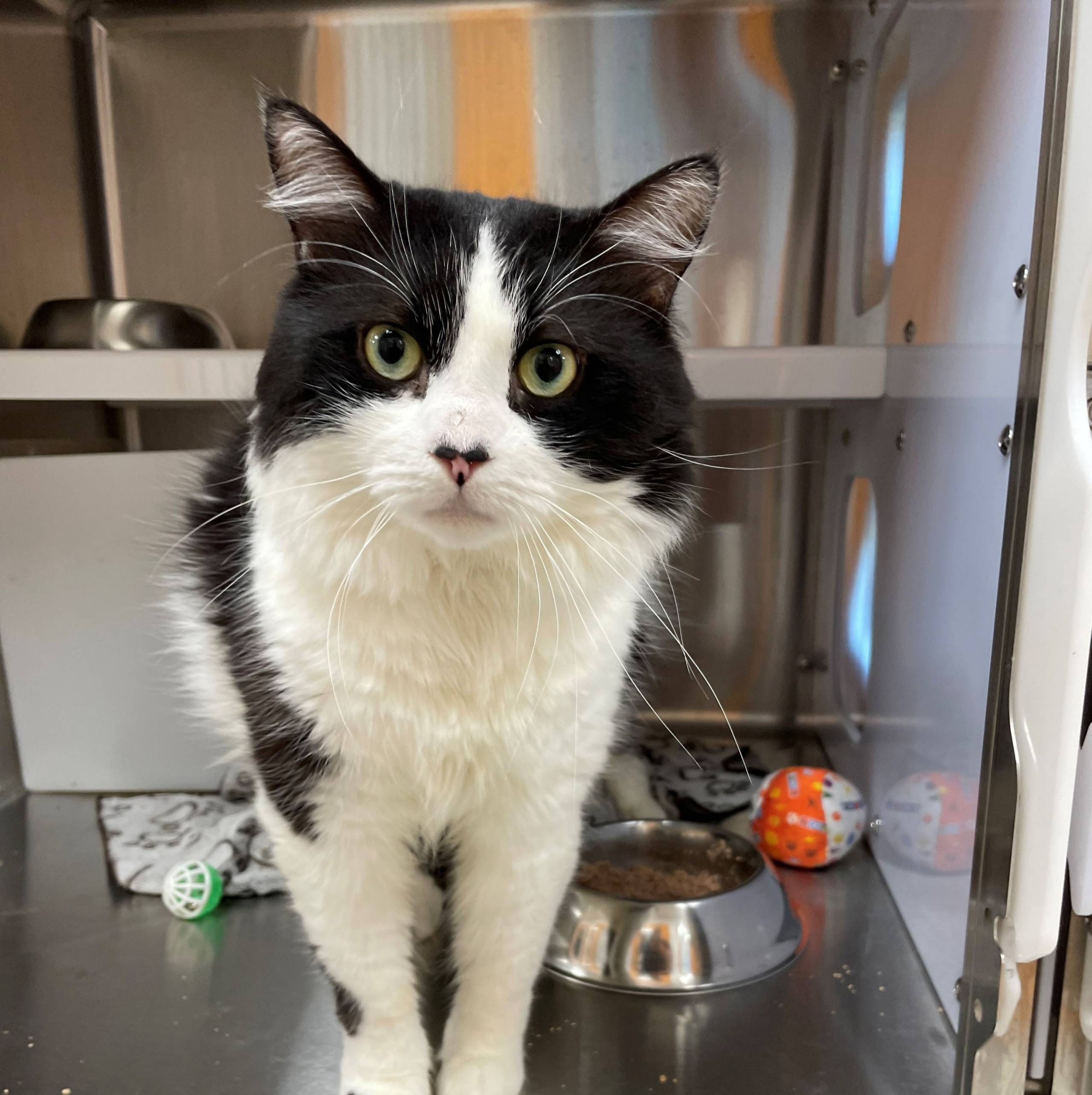 Clipo cherche une famille