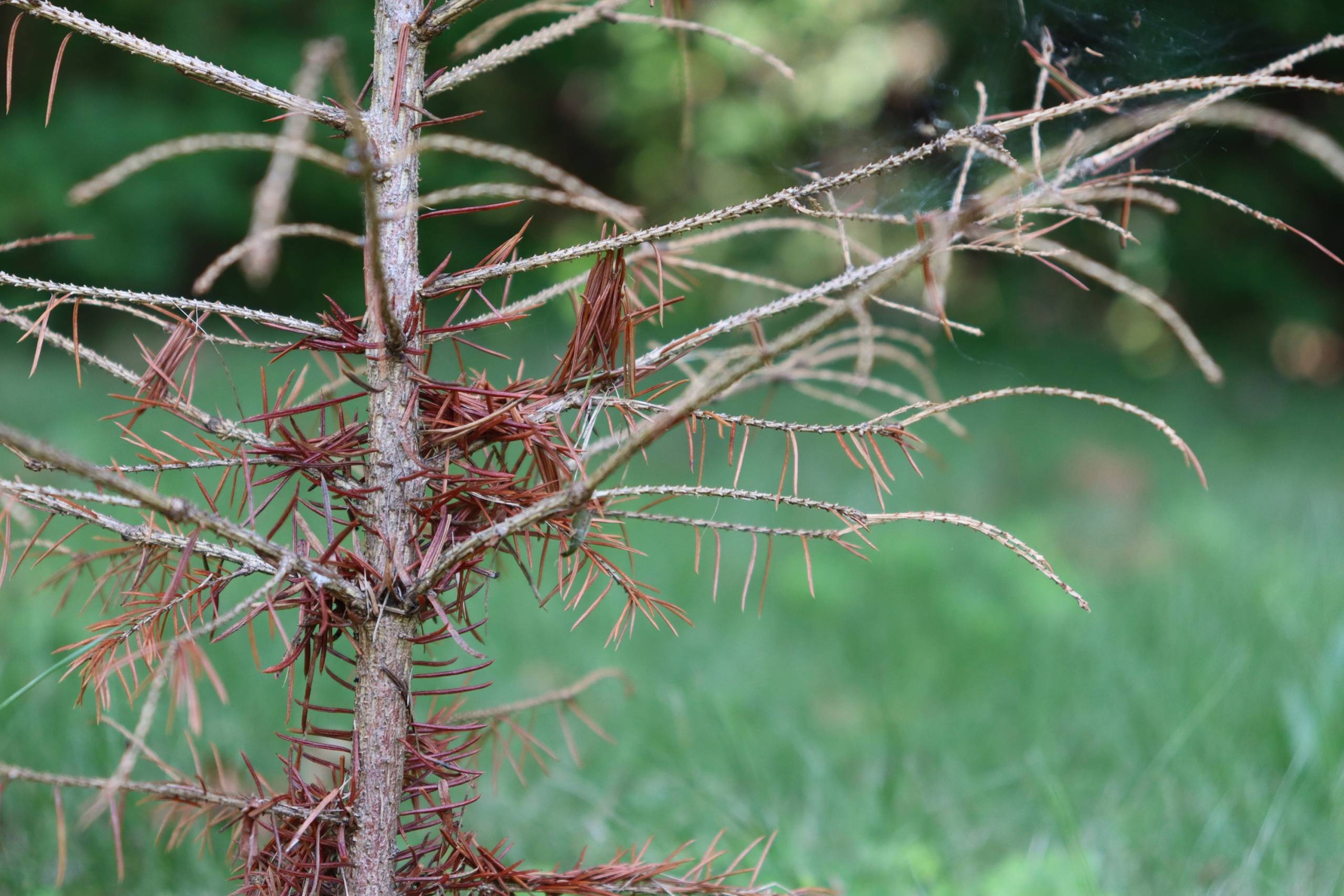 Sécheresse: des arbres victimes d’embolie