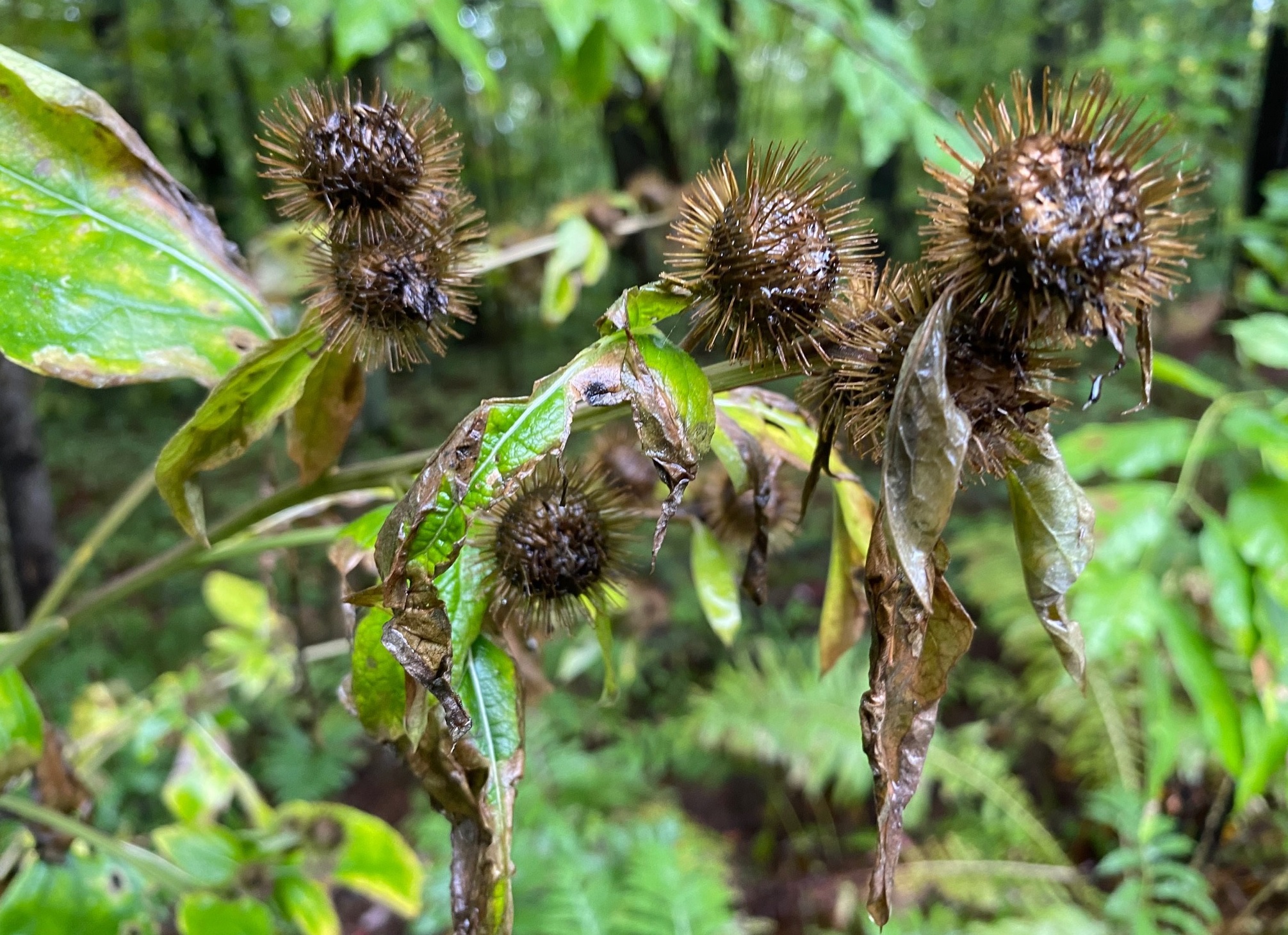 Billet d&rsquo;humeur : Nature côté sauvage