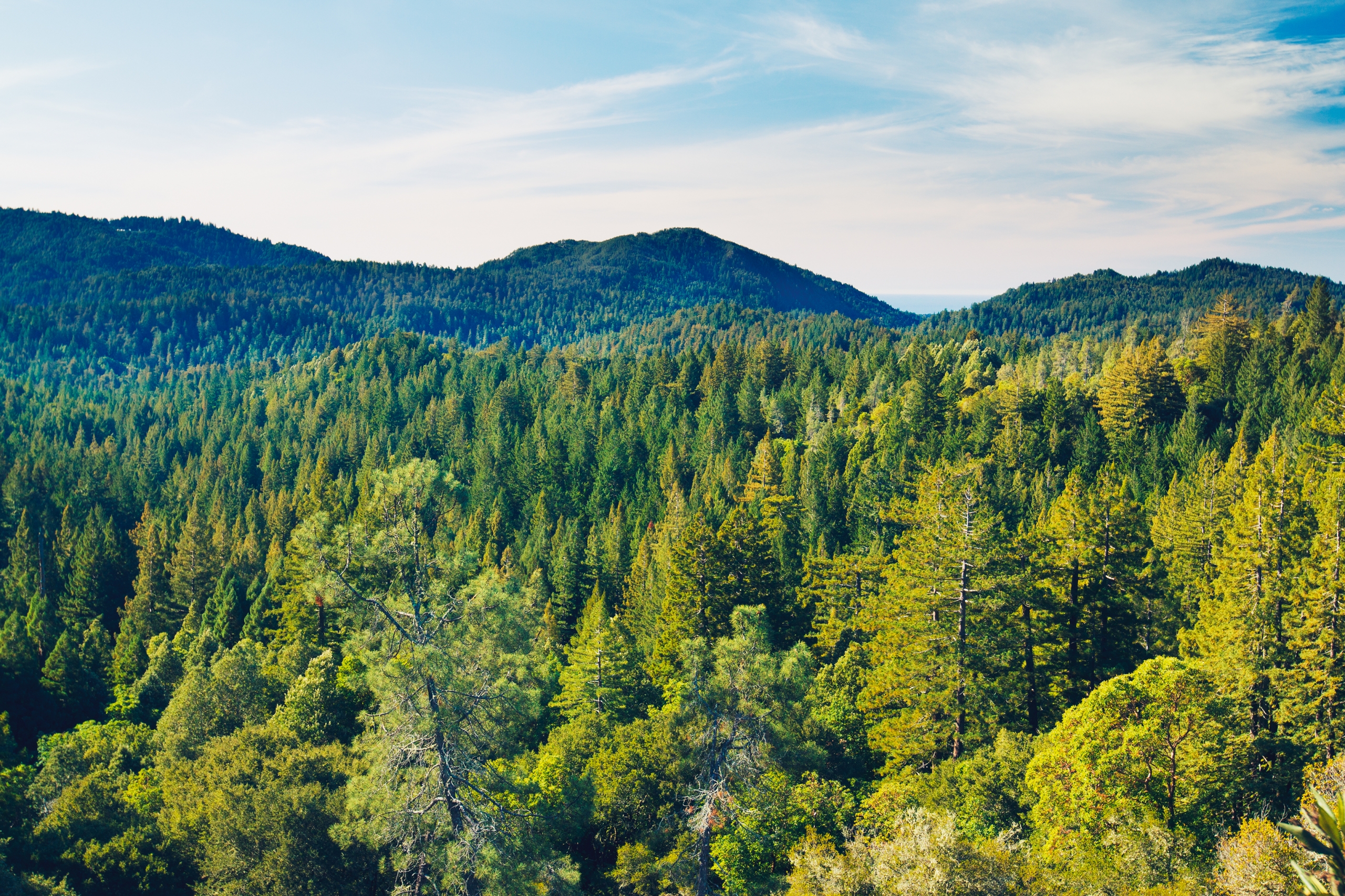 billet d&rsquo;humeur : L’odeur de la nature