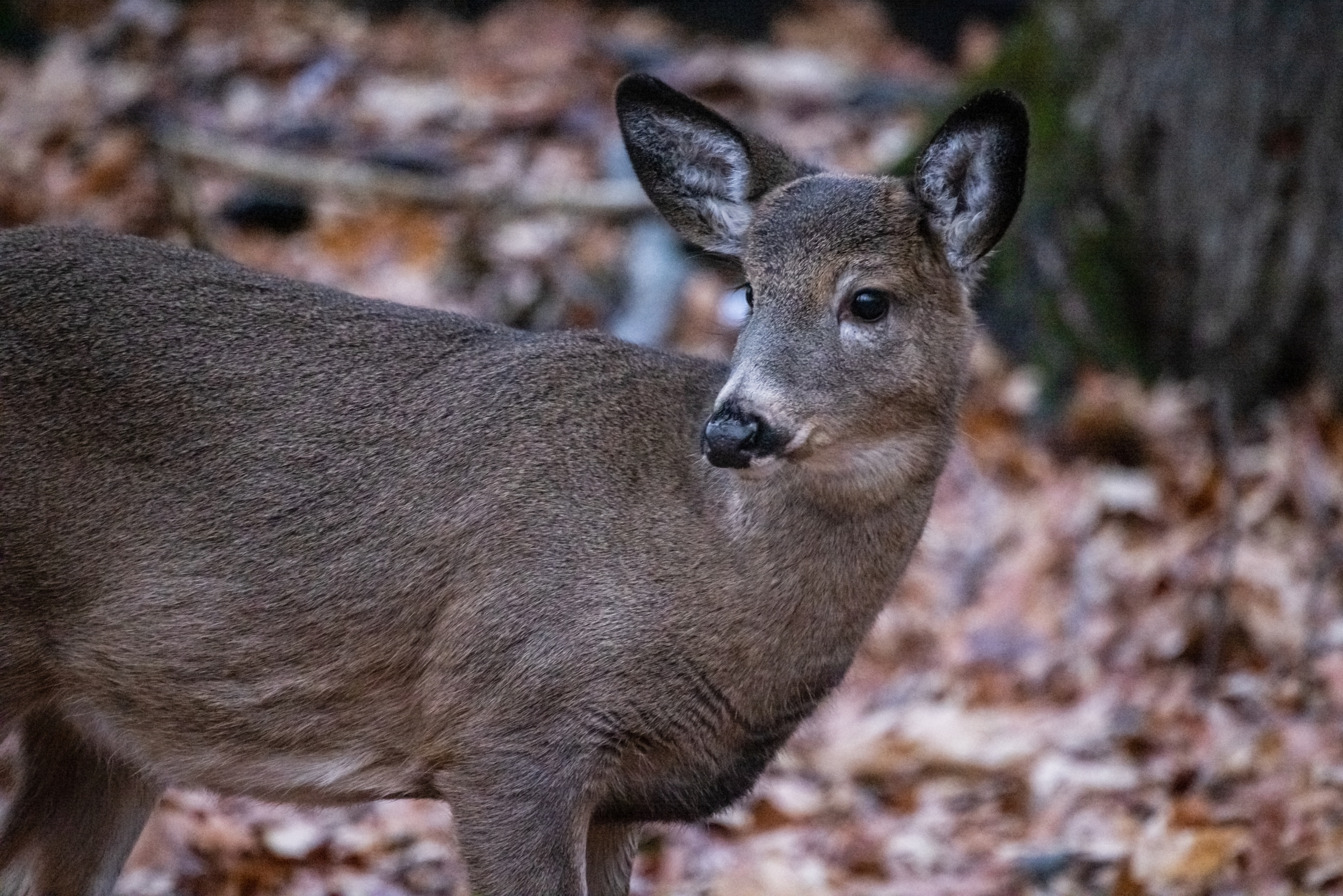 Le nombre de chevreuils a plus que doublé au parc Michel-Chartrand à Longueuil