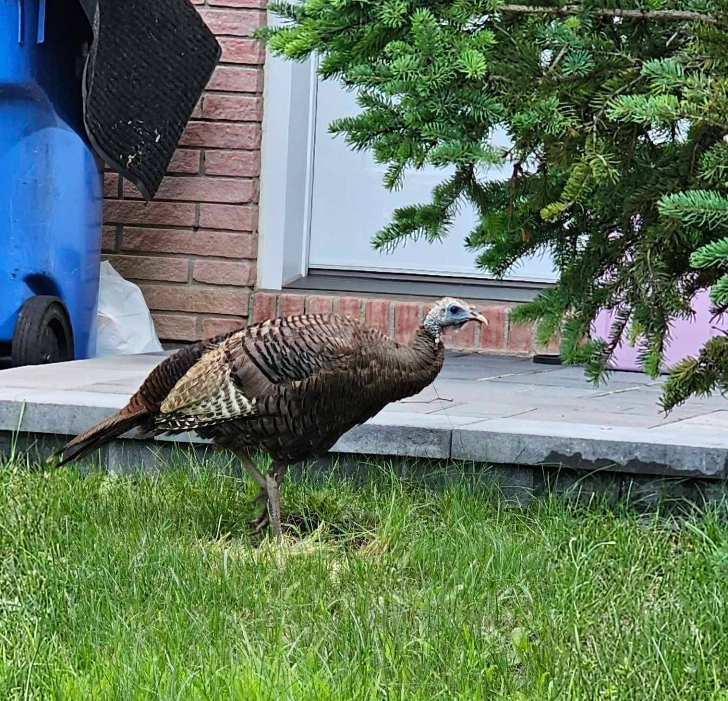 Un dindon sauvage aperçu à Delson