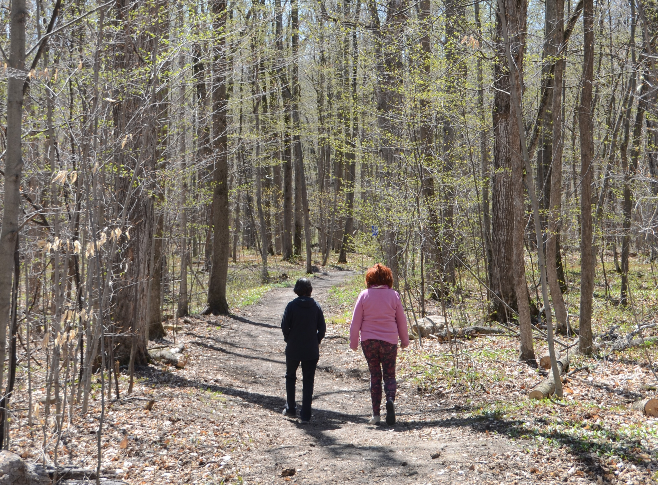 La forêt de la région sous pression