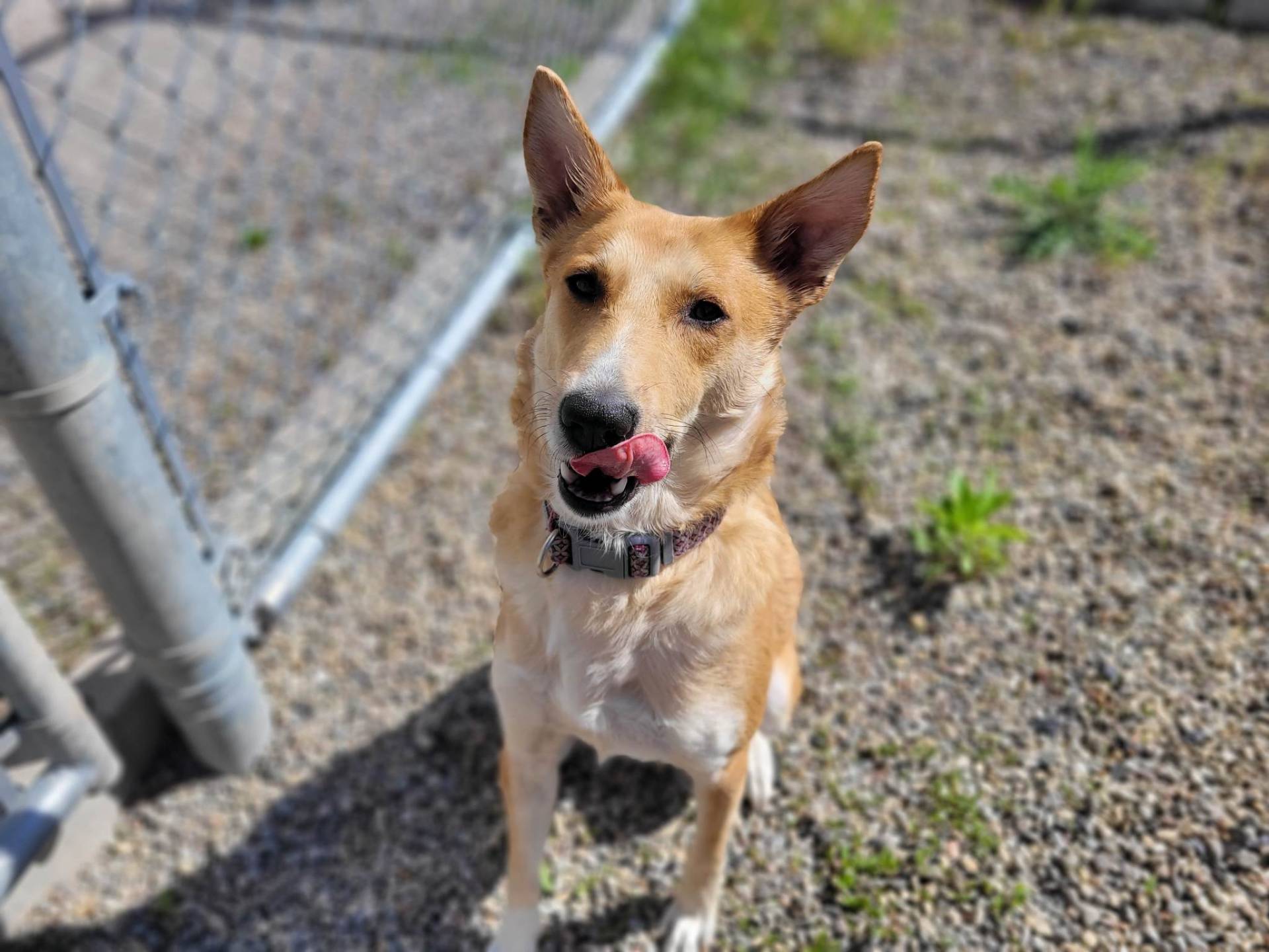Elsa, une « cocotte timide »
