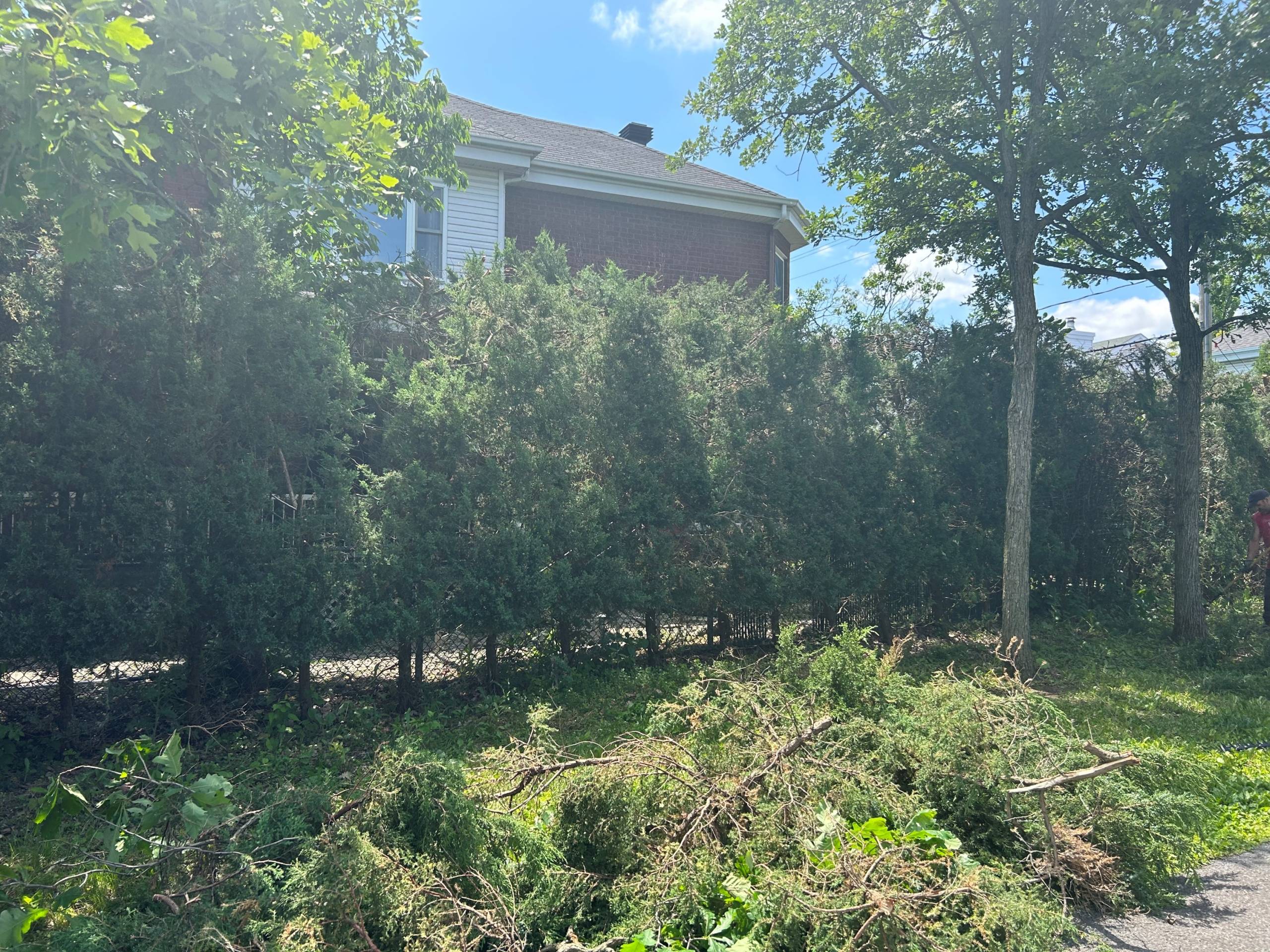 Un citoyen dénonce le « massacre » d’une haie d’arbres de la Ville de Longueuil