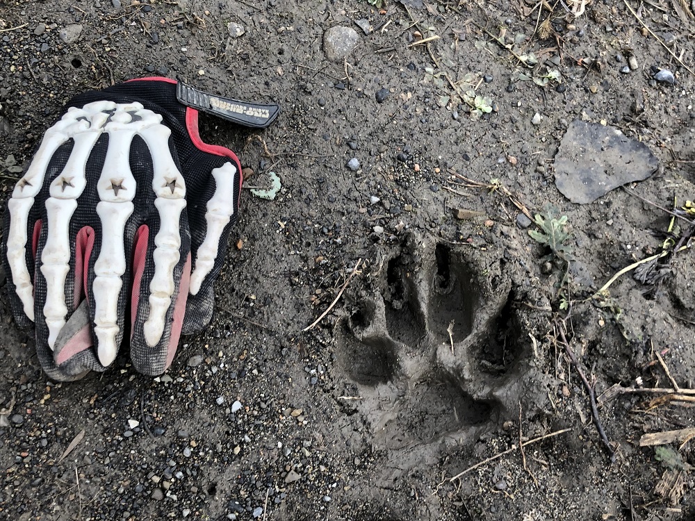 VIDÉO – Un cougar dans la région ?