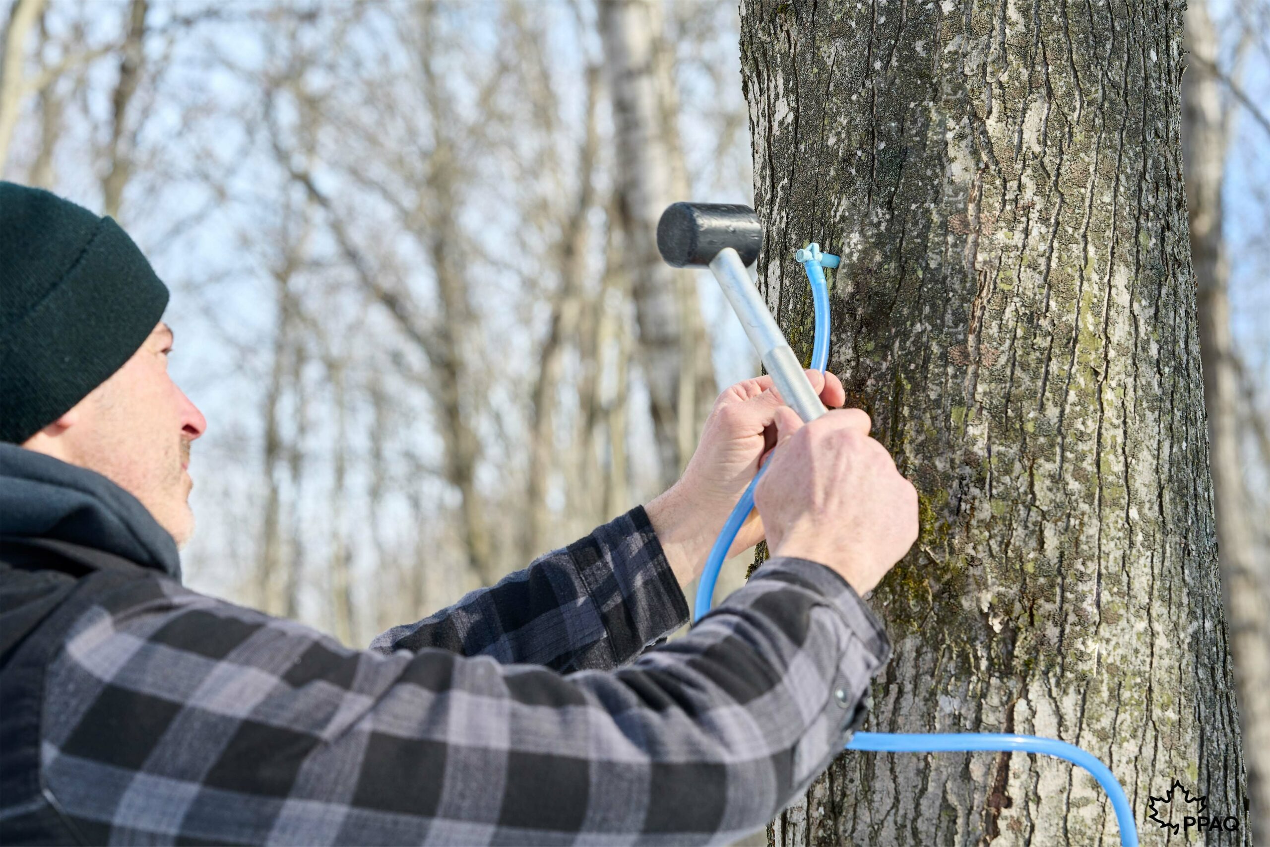 La saison des sucres décolle en Montérégie