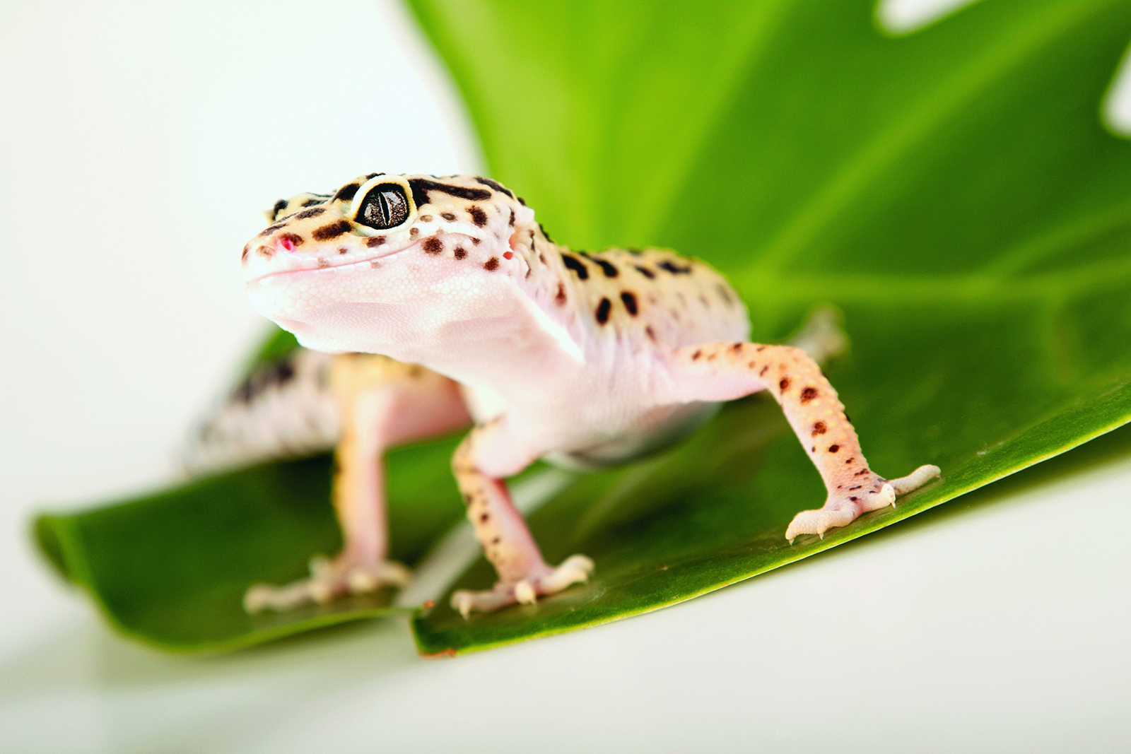 9 faits surprenants sur nos animaux de compagnie