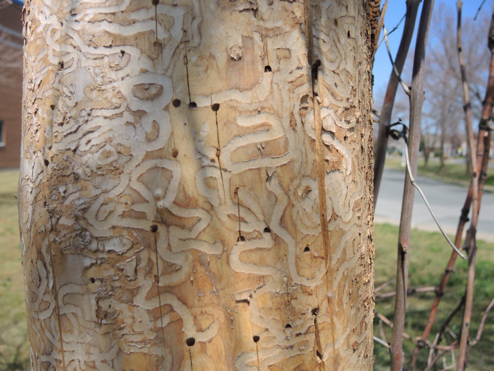 Sainte-Catherine vaccinera environ 300 fr&ecirc;nes malades