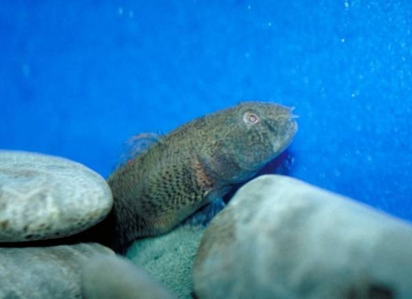 Une nouvelle espèce envahissante observée dans la région