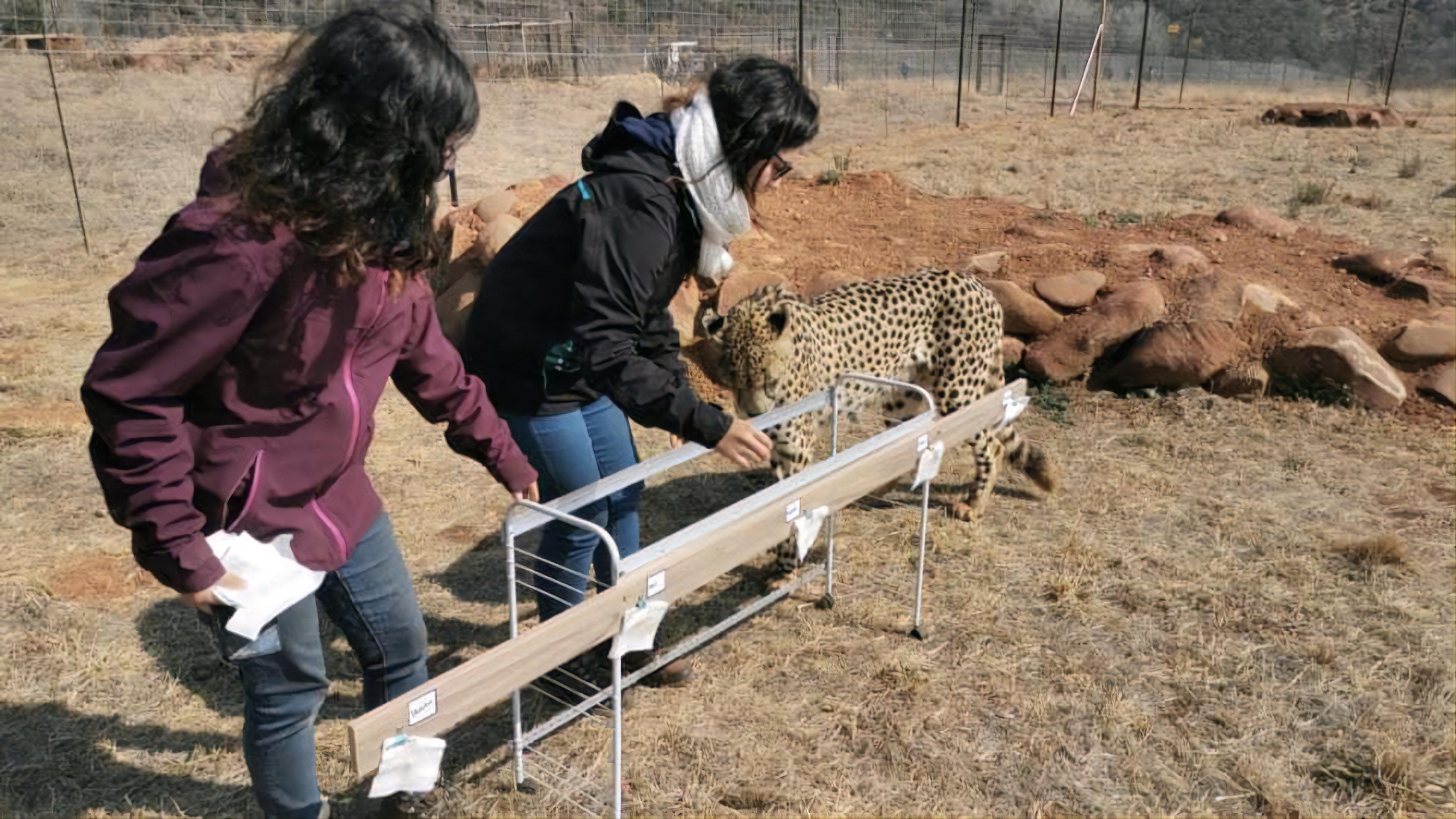 VIDÉO – Deux sœurs de La Prairie en Afrique du Sud pour sauver des guépards