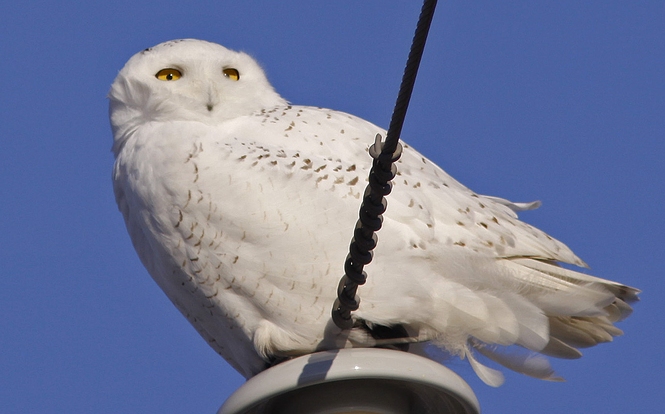 Plusieurs oiseaux plus faciles à observer l’hiver dans la région