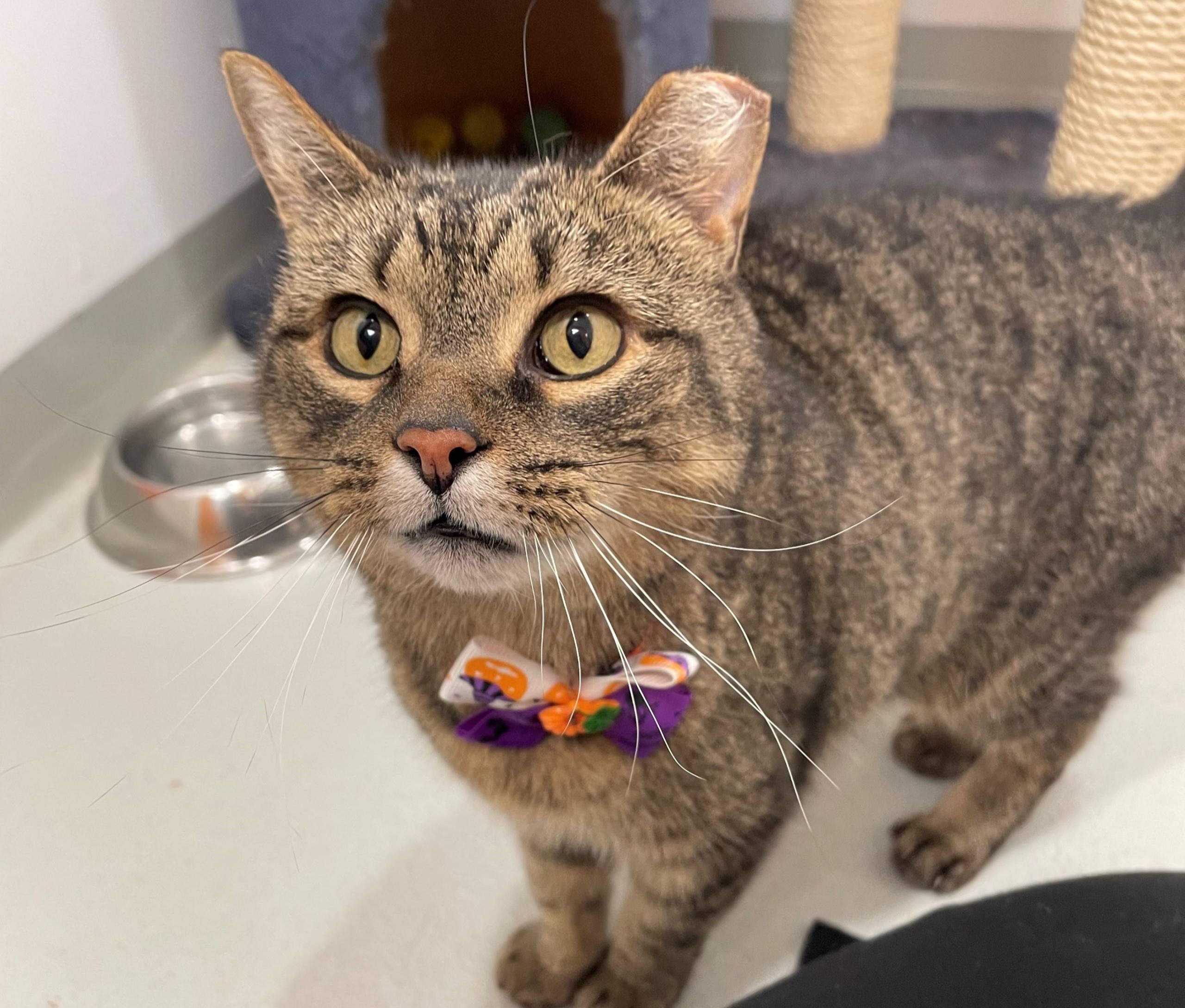 Harley, une chatte timide et solitaire