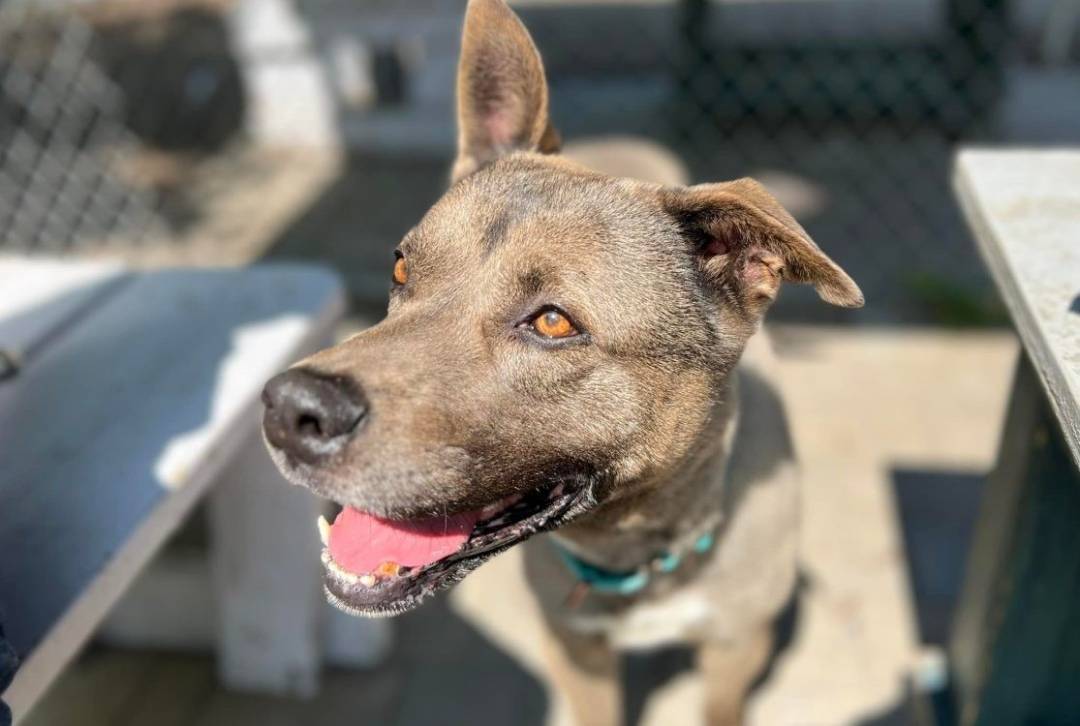 Heavy, un gentil toutou à adopter !