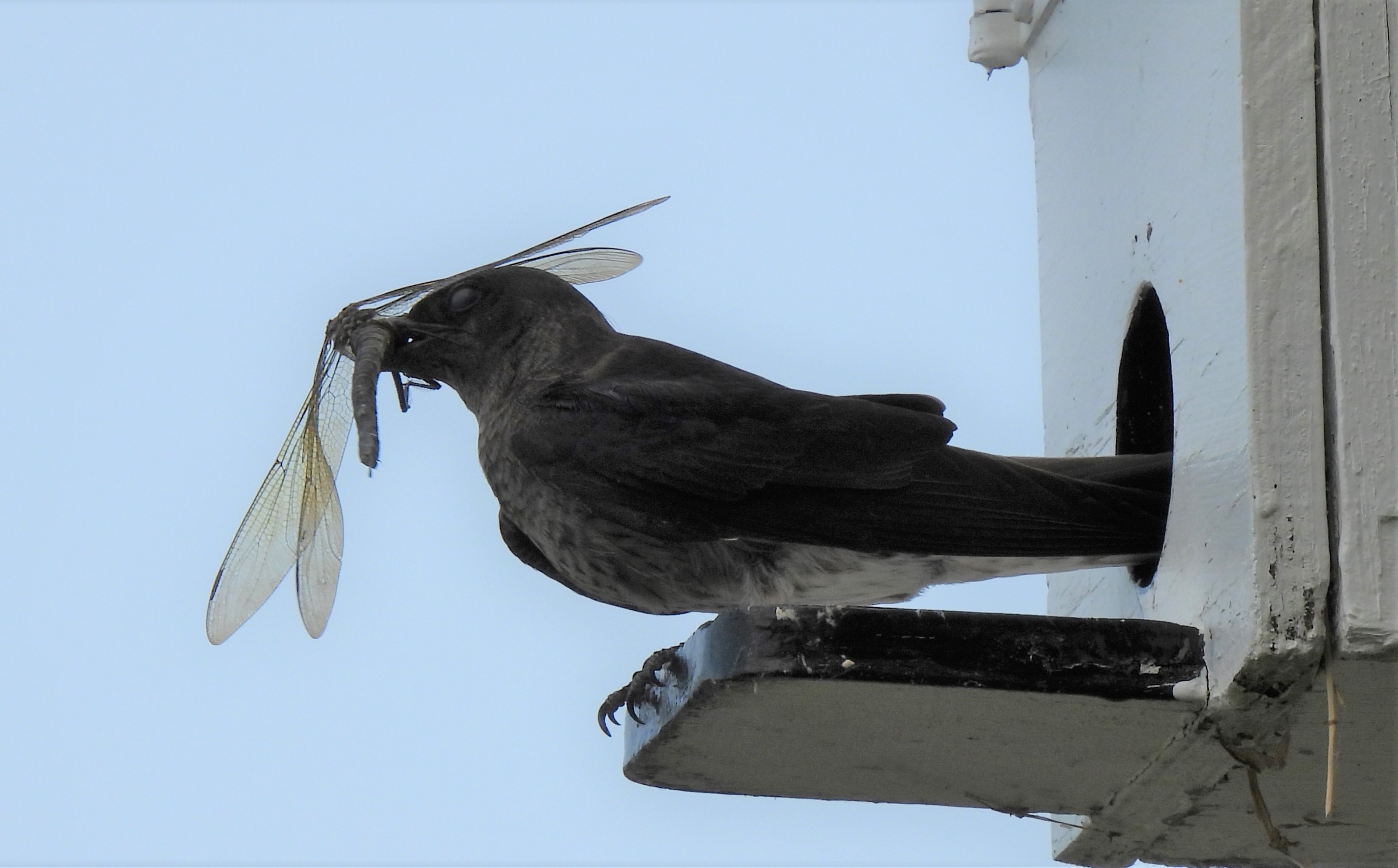 Une Montérégienne au secours de l’hirondelle noire