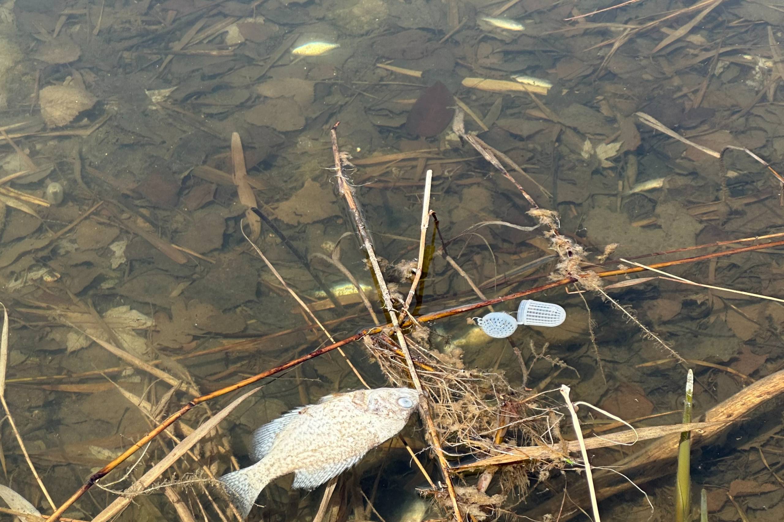 Lac de la Citière : des dizaines de poissons trouvés morts
