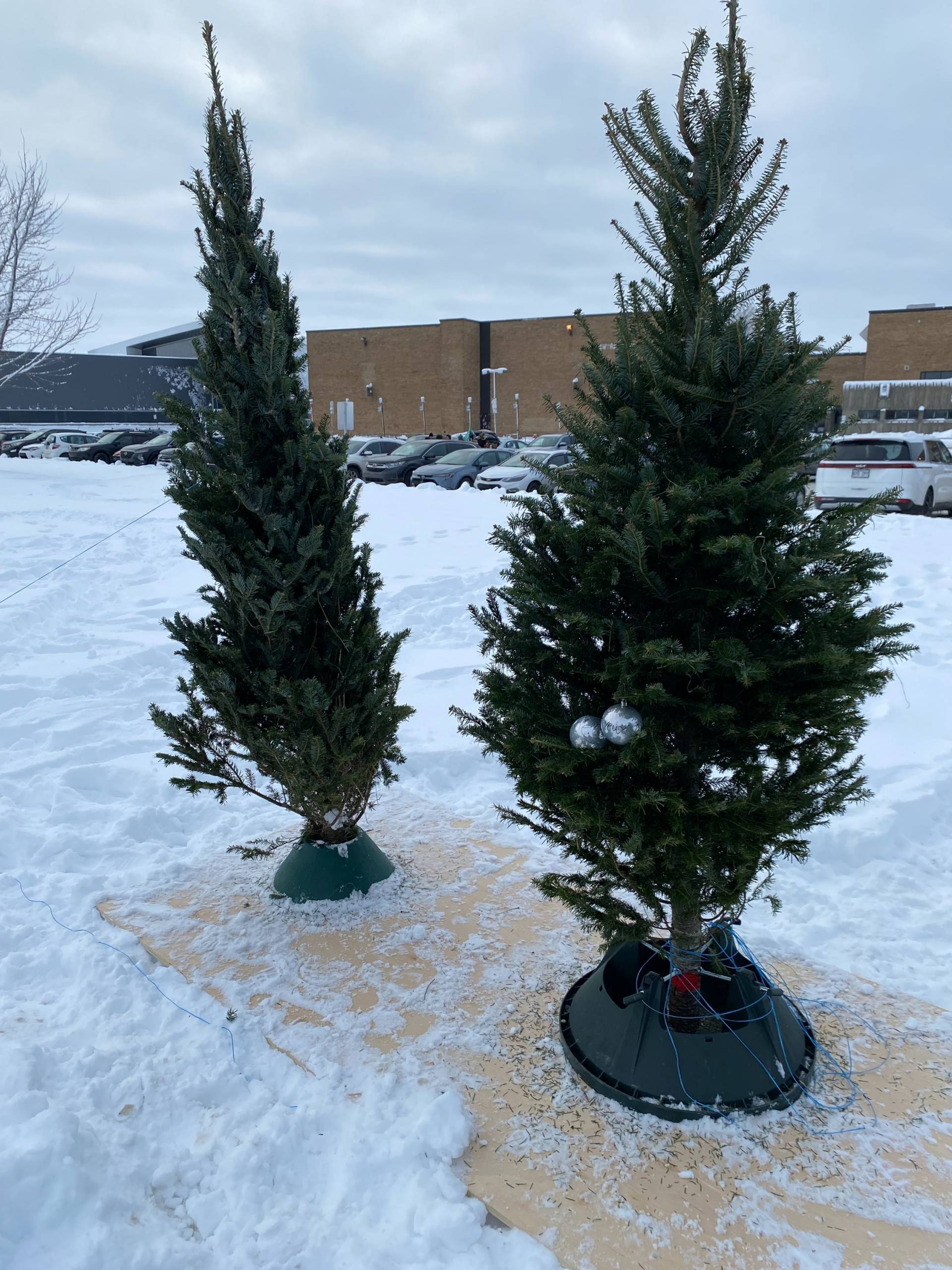 Des souhaits pour le milieu de l’éducation accrochés à des sapins