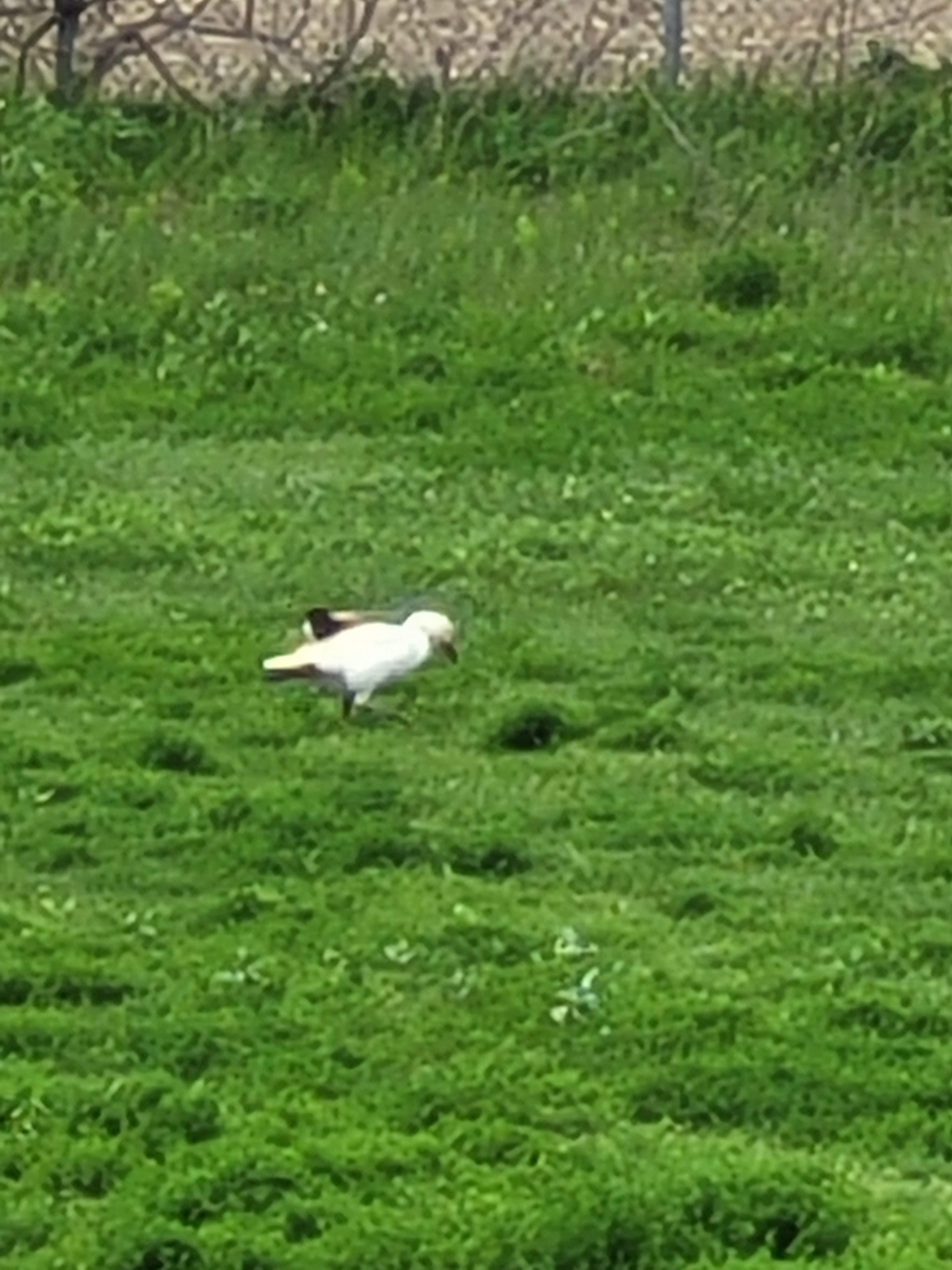 Que faut-il faire à la rencontre d’un animal sauvage ou blessé ?