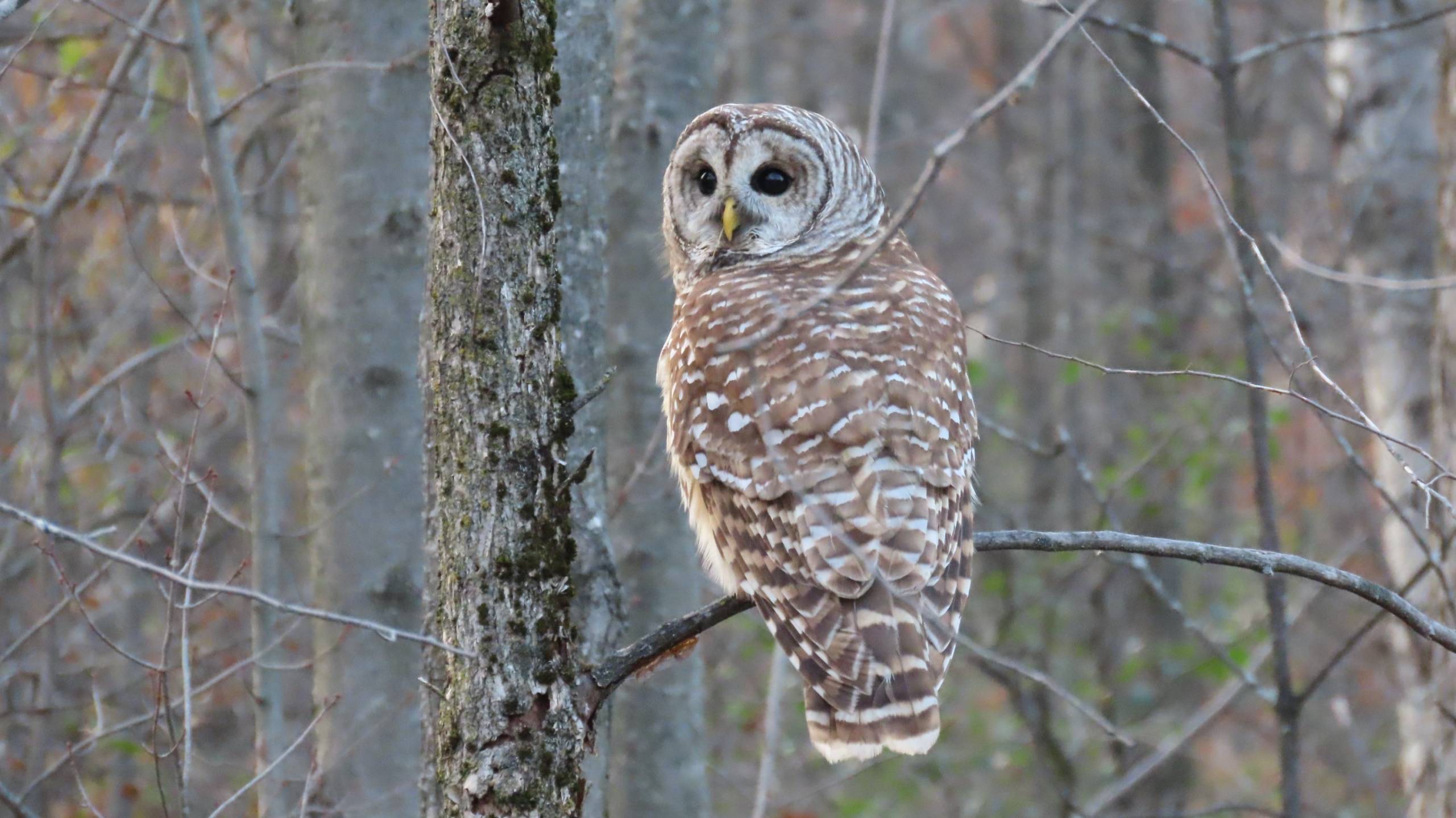 Photo de la semaine – Chouette aux aguets