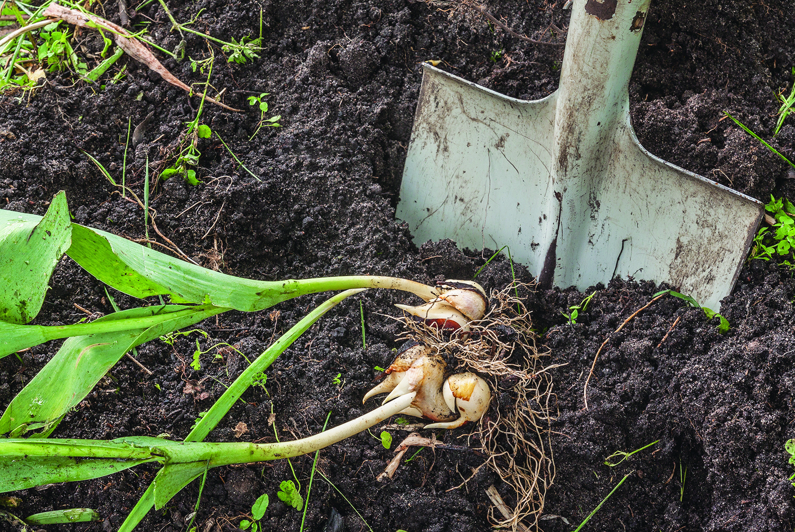 Quoi faire au jardin cet automne?