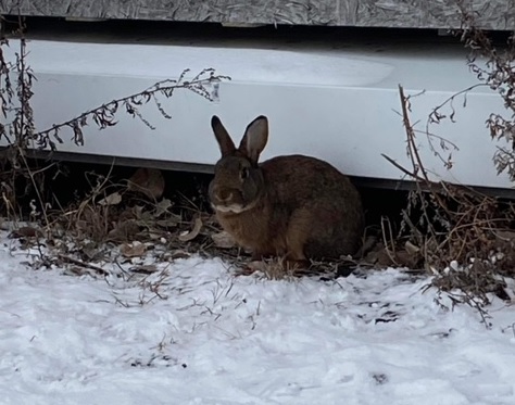 Le nombre de lapins domestiques errants bondit en Montérégie