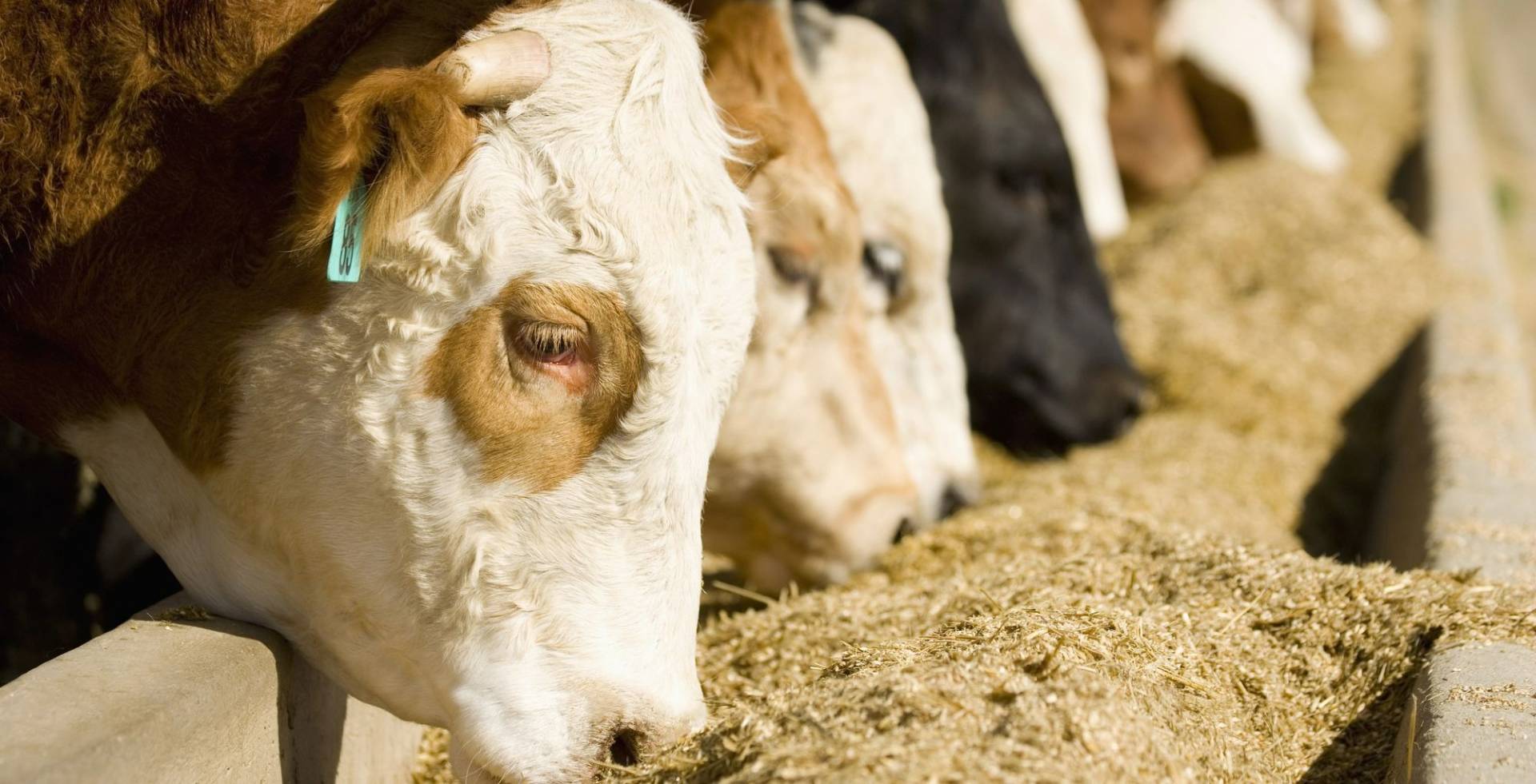 Les sous-produits alimentaires au service de l&rsquo;agriculture
