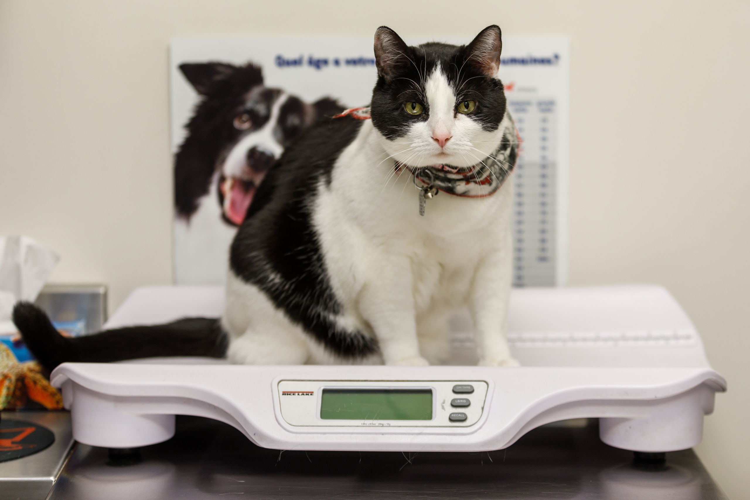 Saint-Philippe s&rsquo;entend avec la SPCA Roussillon pour les licences d&rsquo;animaux