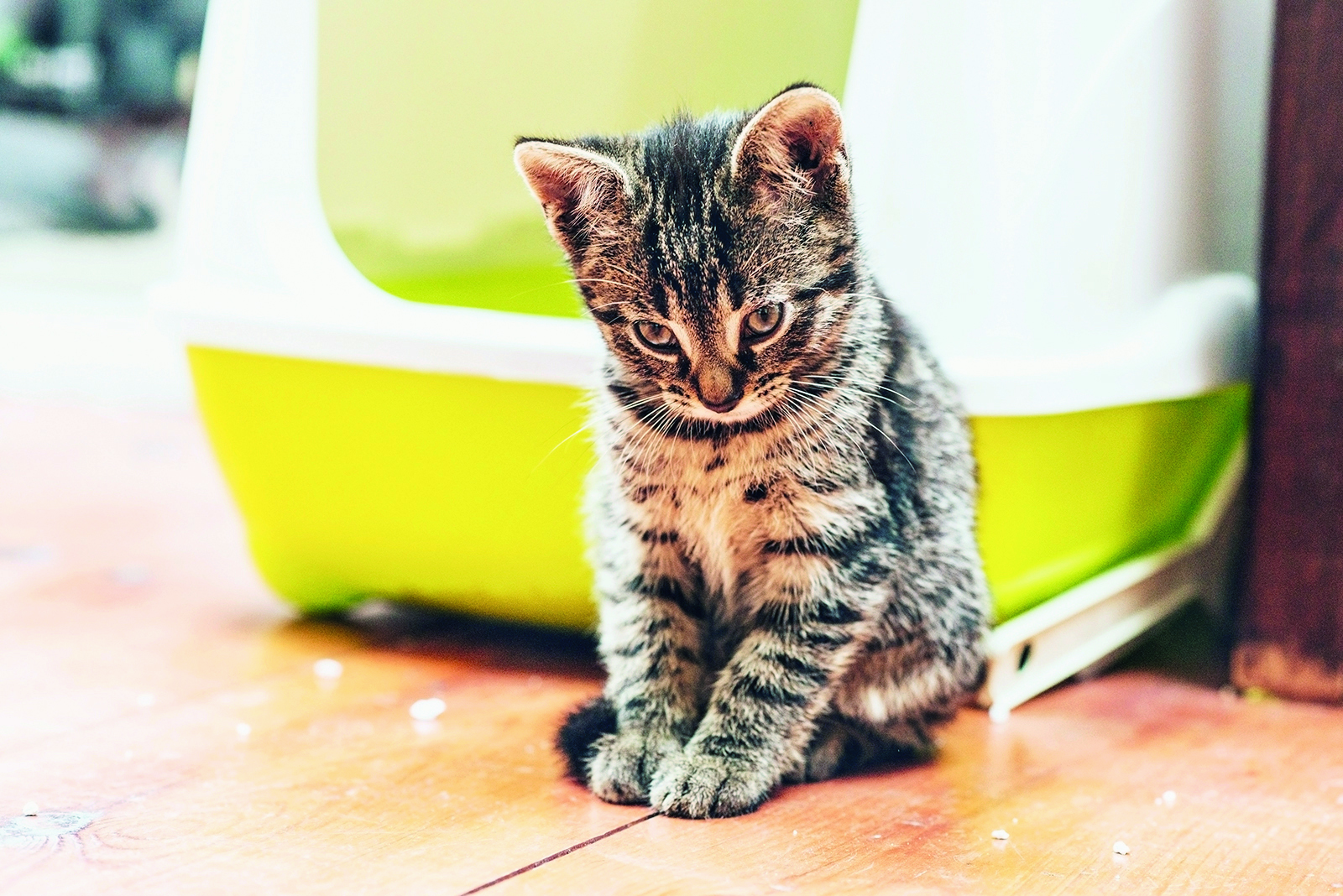 Que faire si son chat ne fait pas ses besoins dans la litière?