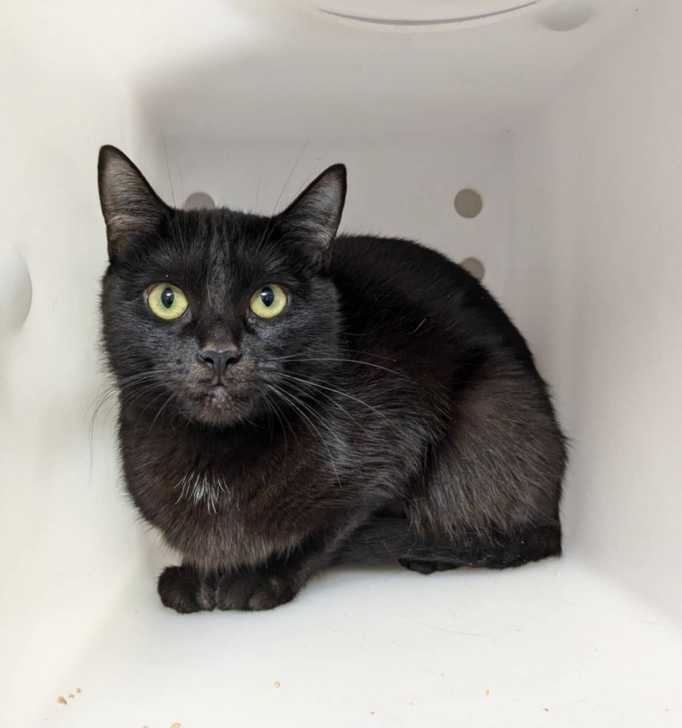 Lulu se cherche une famille