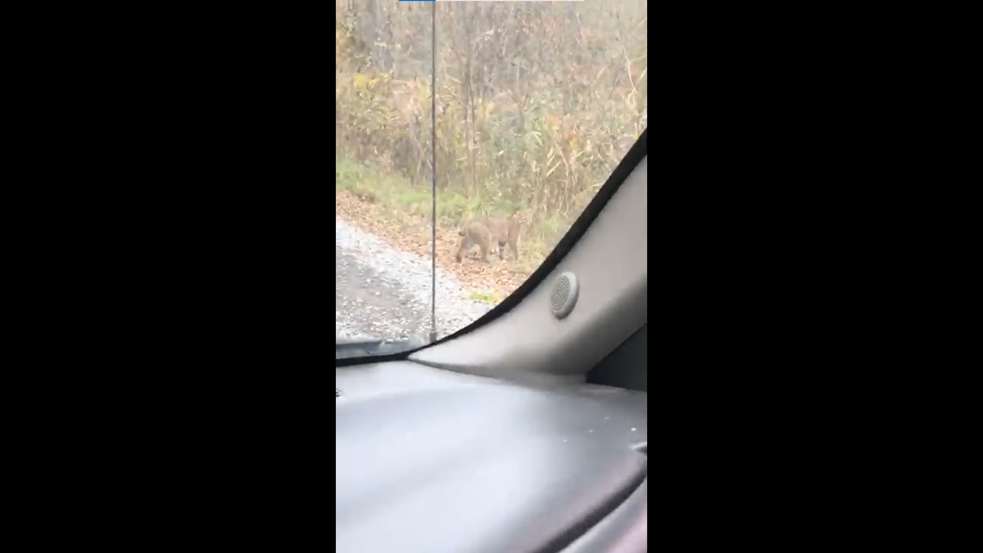 VIDÉO – Un lynx à Kahnawake