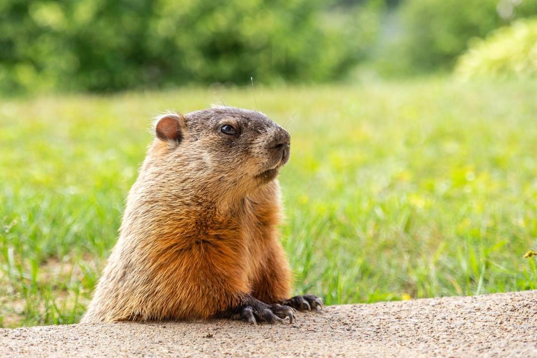CHRONIQUE – Il y a une marmotte dans ma cour !