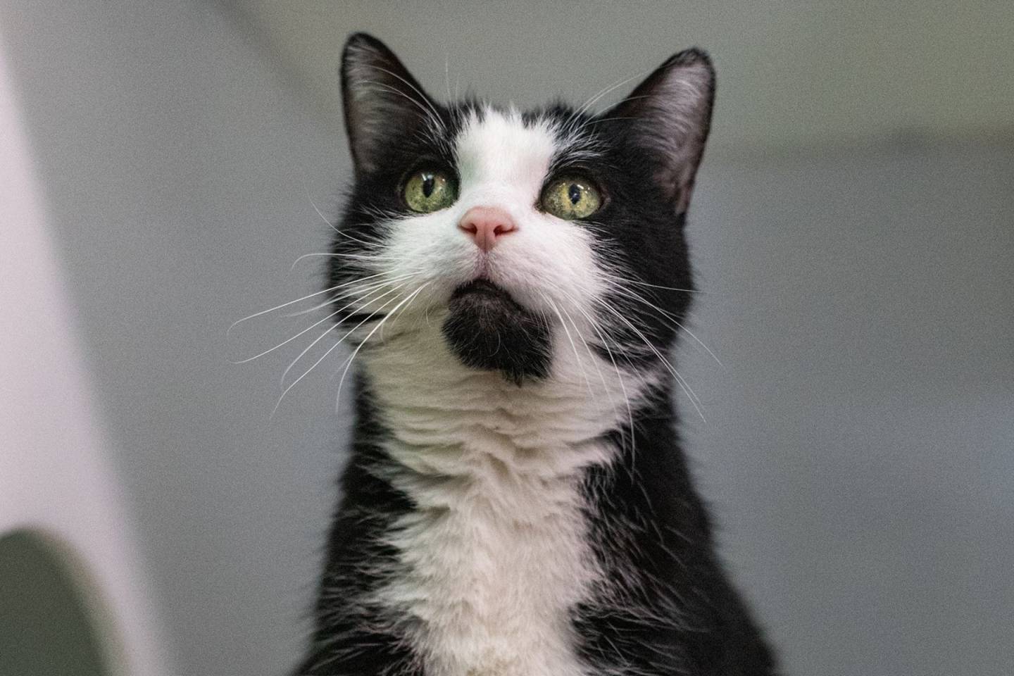 Max, la vedette de la semaine