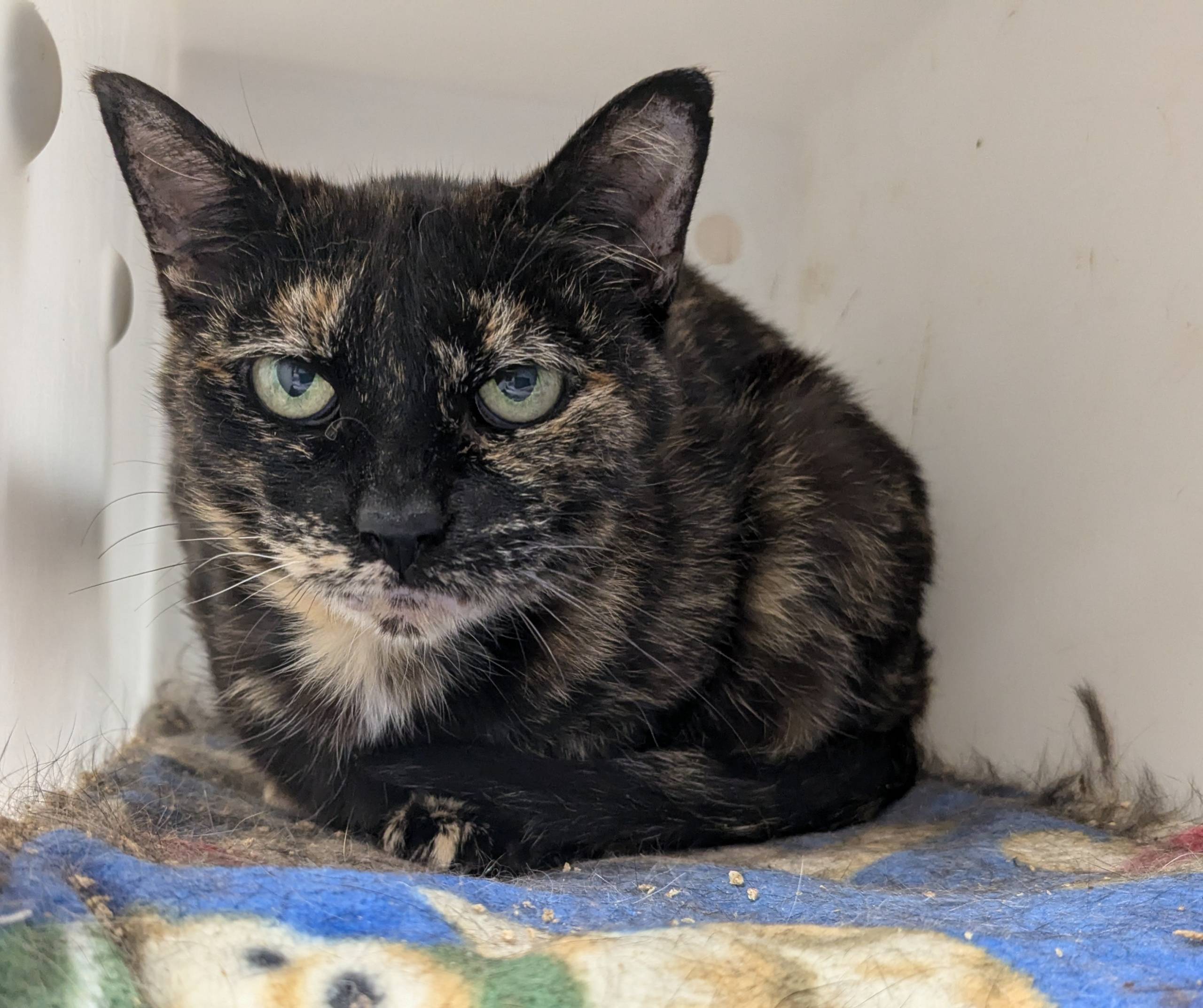 La timide Mona Lisa !