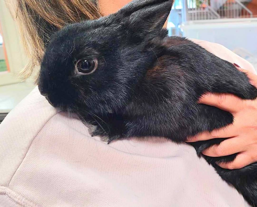 Nava, l&rsquo;animal de la semaine