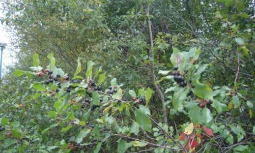 Coulée verte : Saint-Lambert renforce sa lutte au nerprun