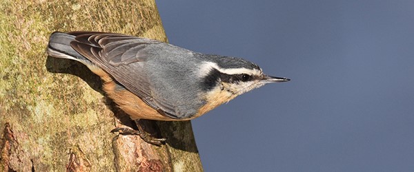 Grand dénombrement des oiseaux ce week-end
