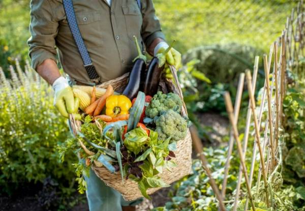 L&rsquo;offre de paniers de légumes biologiques bien présente dans la région
