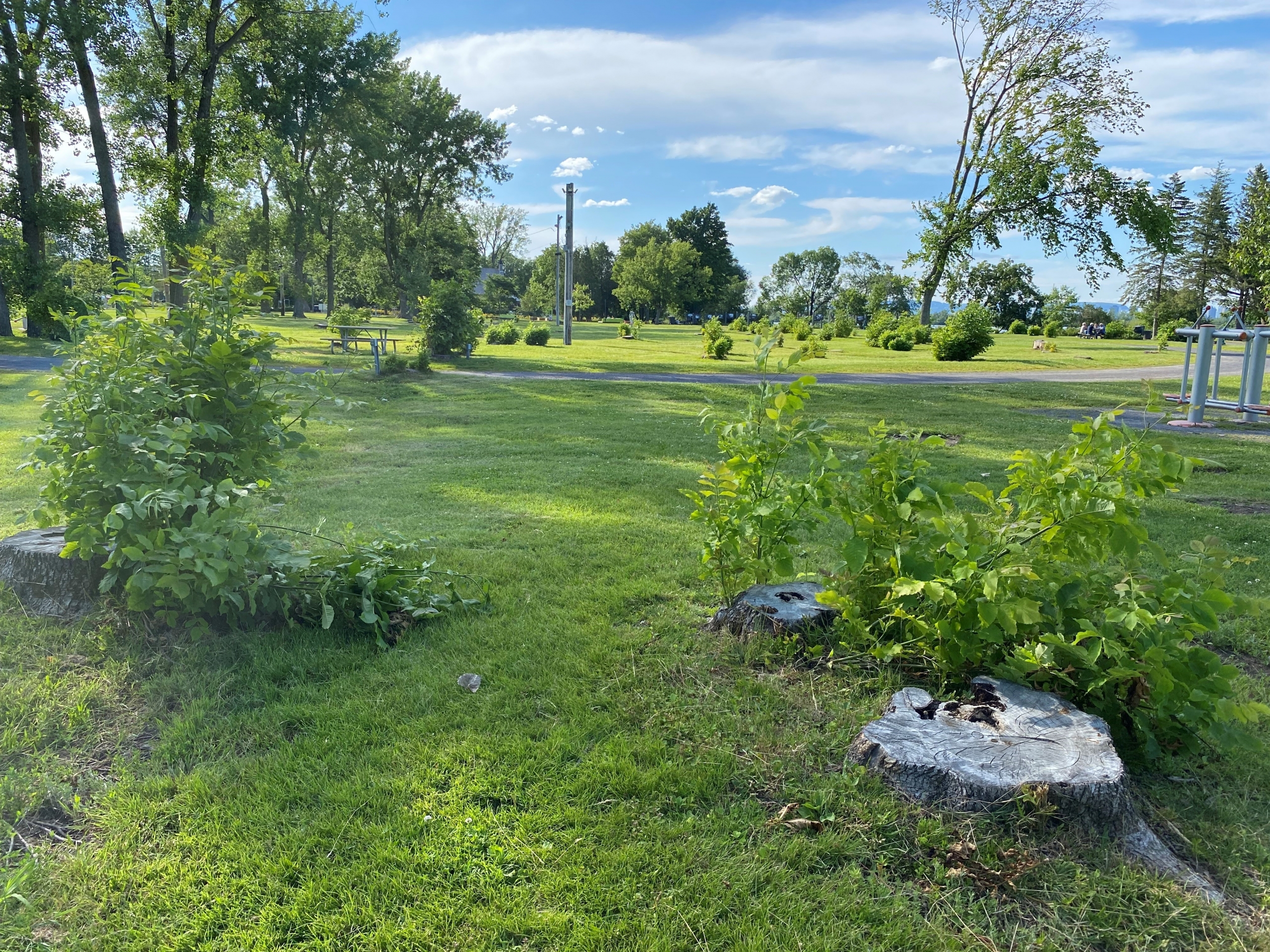 Candiac ne conservera pas les rejets de souche au parc André-J.-Côté