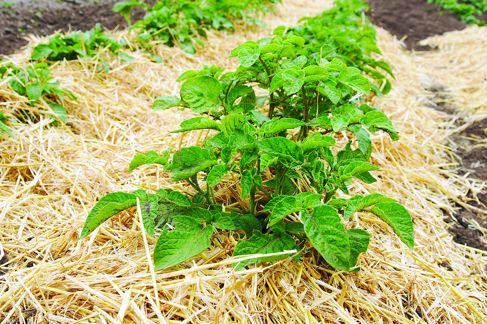 La permaculture : l’agriculture inspirée de la nature