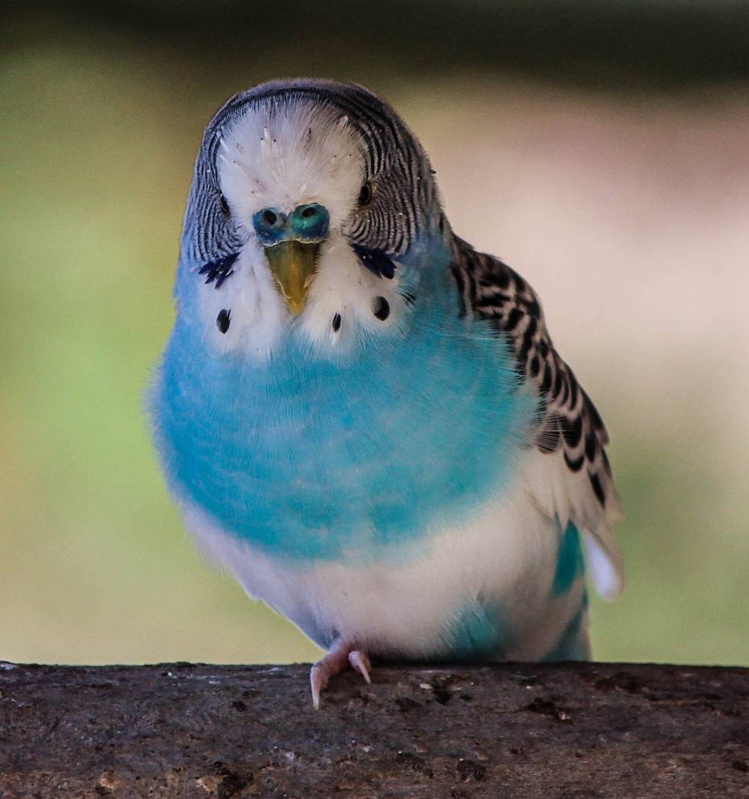 Les oiseaux exotiques ne devraient pas sortir en liberté