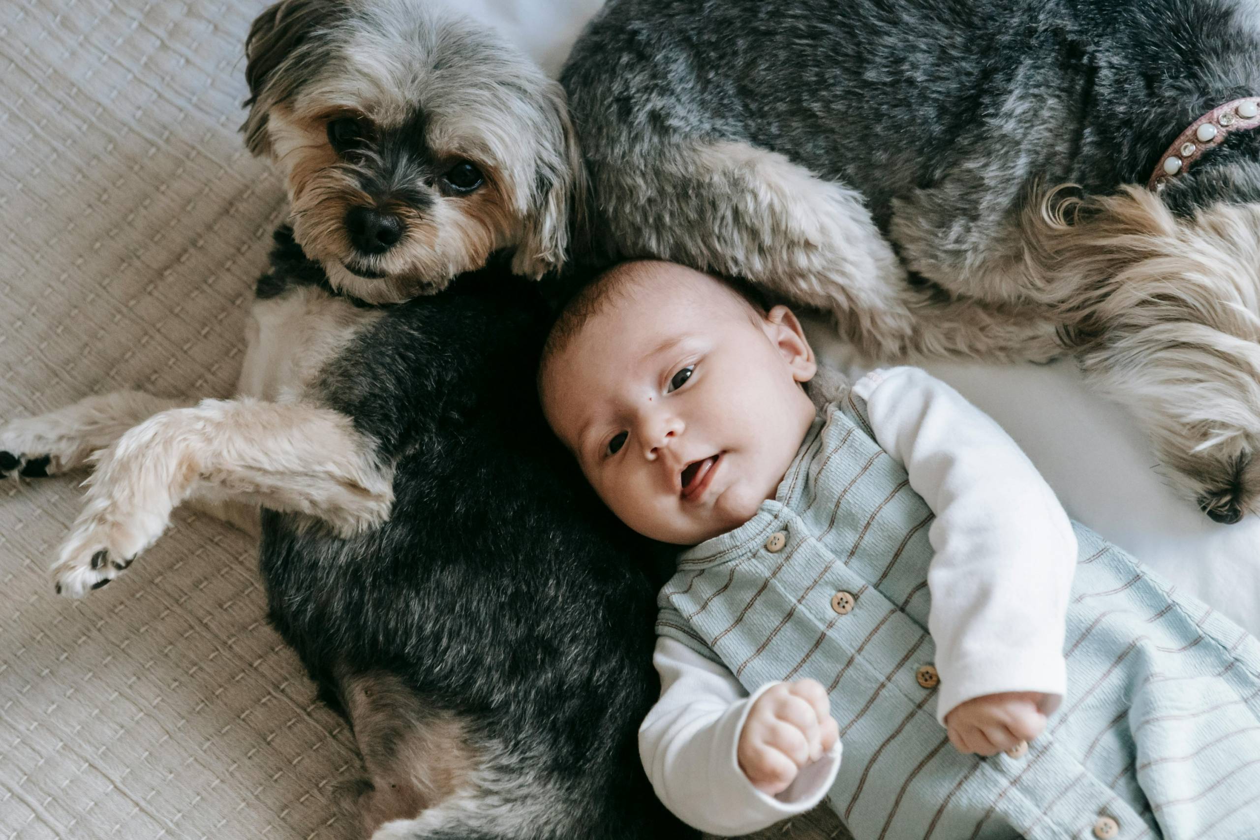 Préparer son animal à l&rsquo;arrivée de bébé