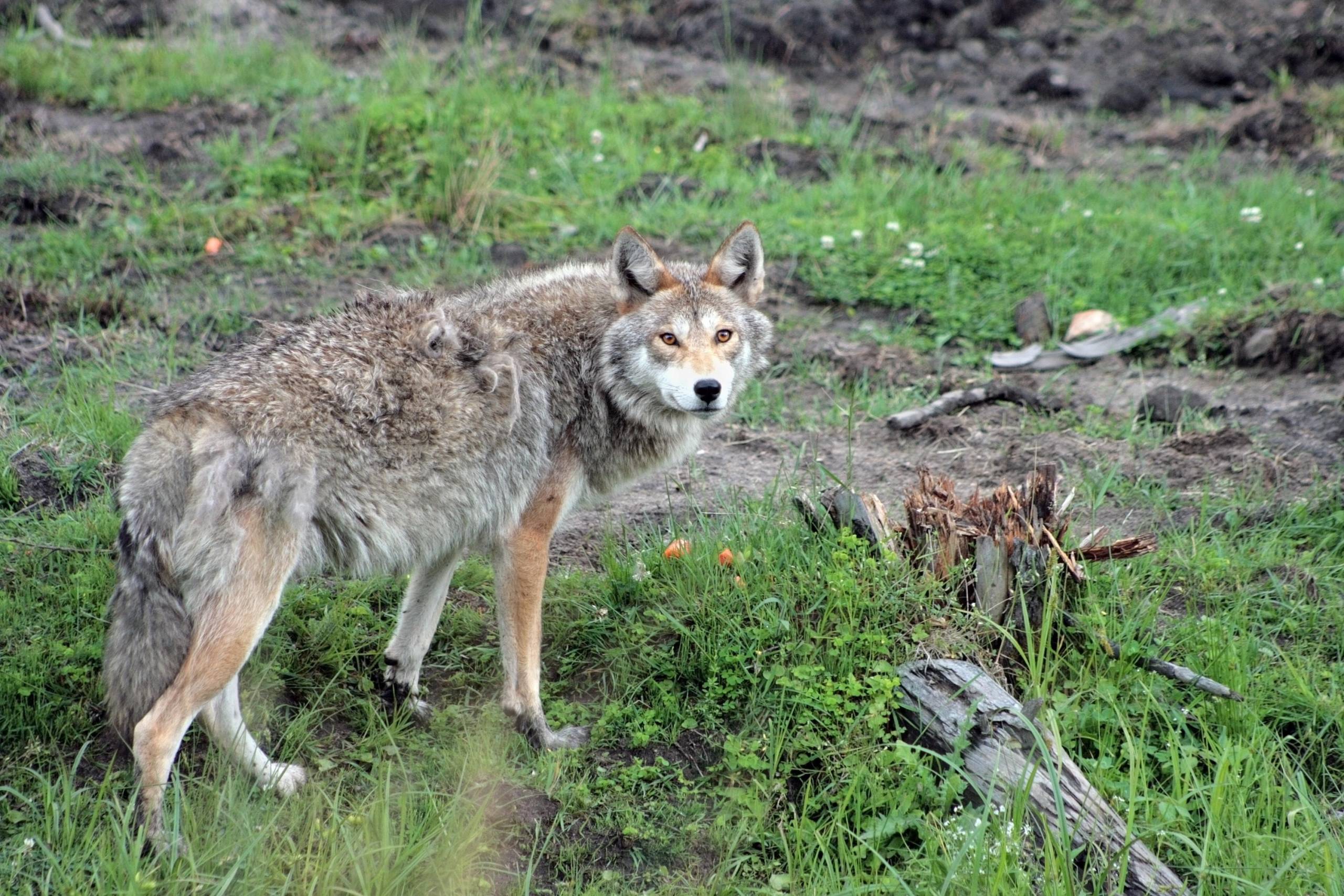 Un coyote aperçu dans une cour à La Prairie
