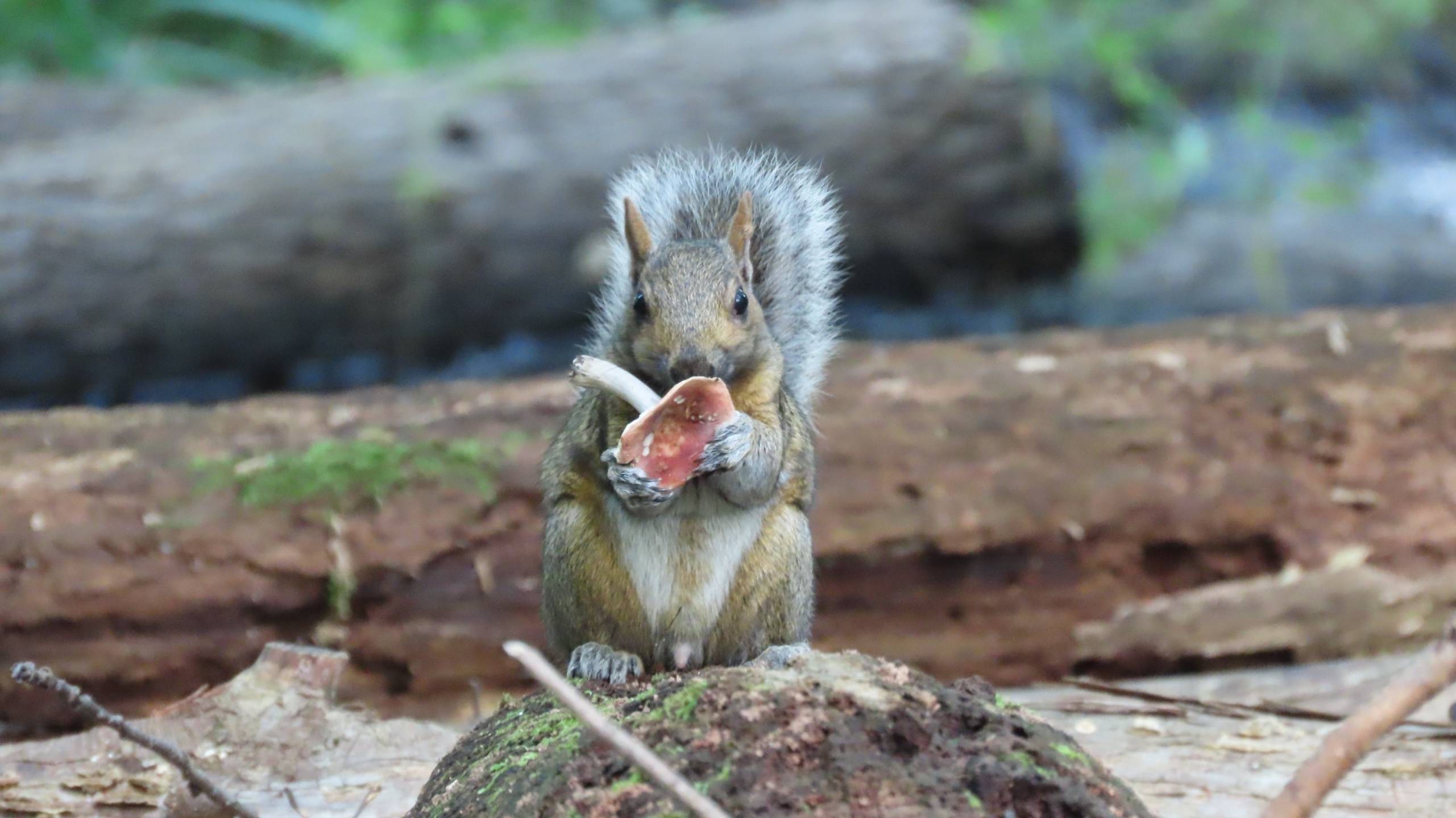 Photo de la semaine : grignotines