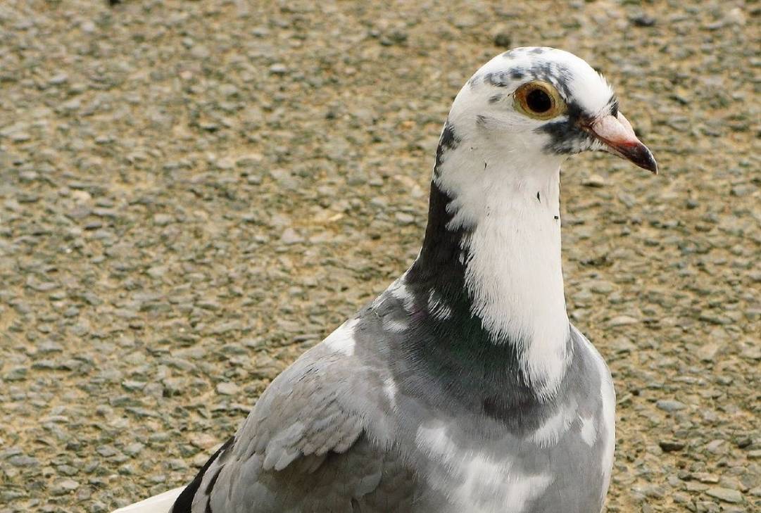 Longueuil : il doit renoncer à ses pigeons voyageurs