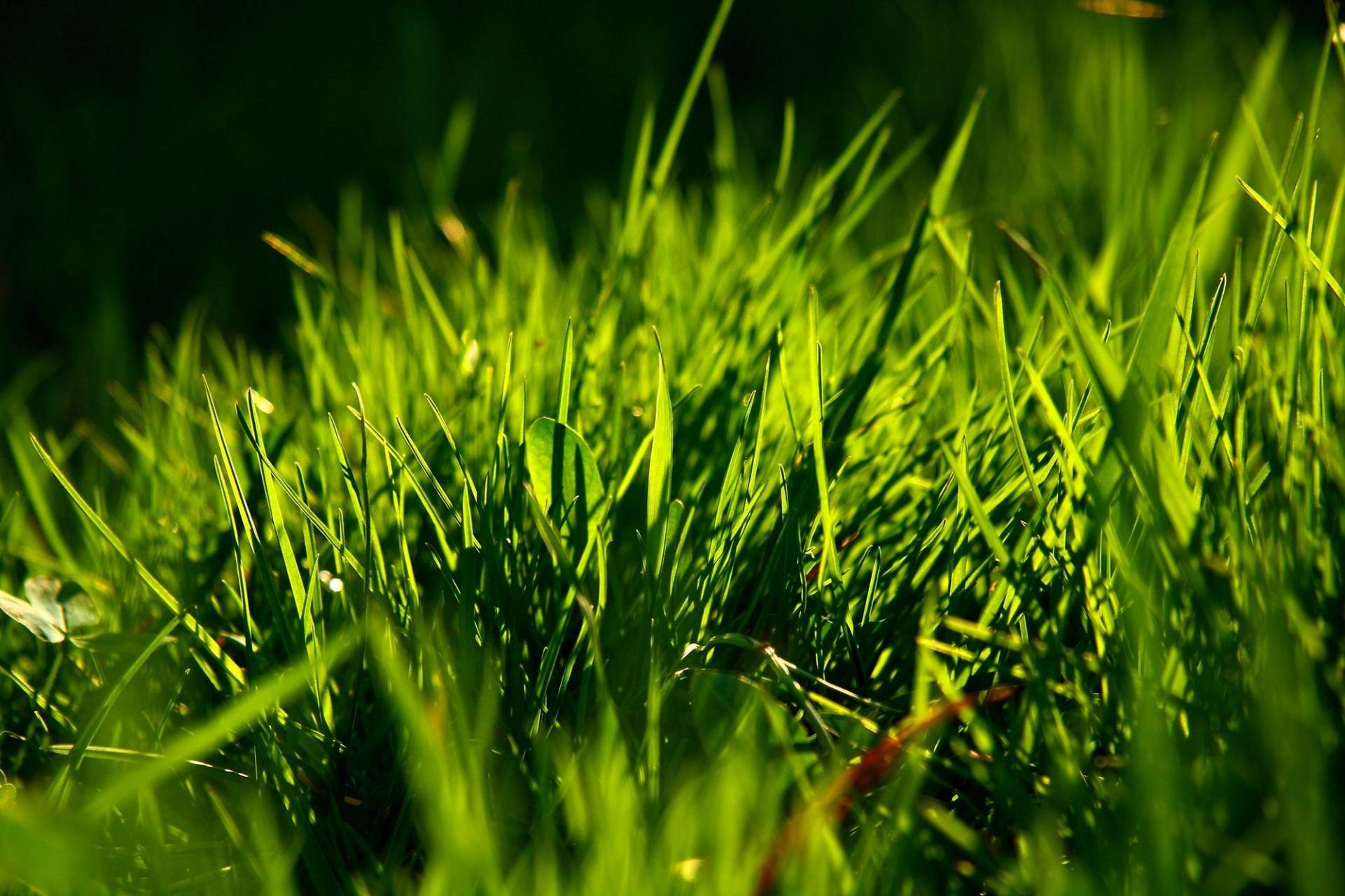 Prévenir et traiter les maladies courantes du gazon : pour une pelouse en santé toute l’année